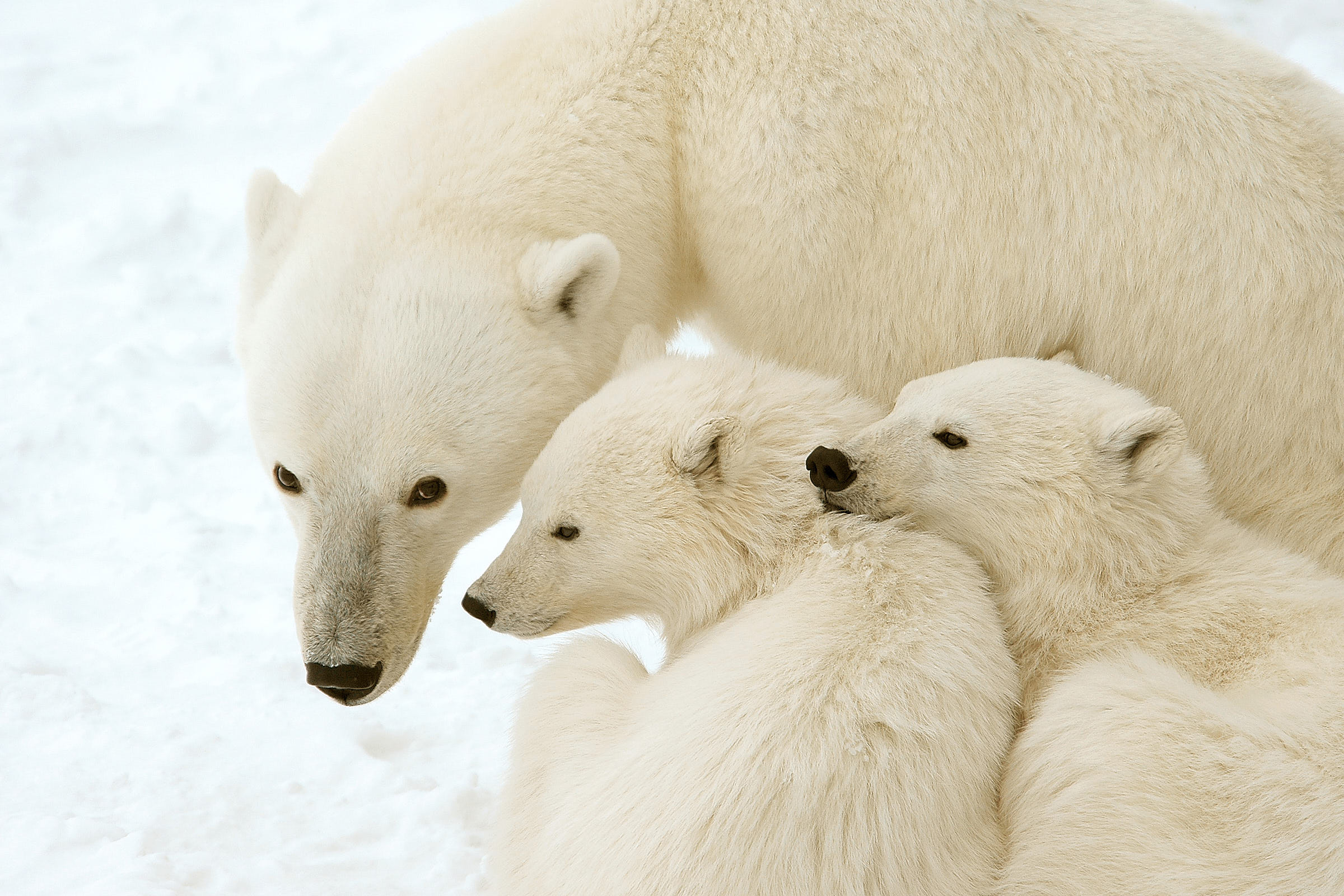Polar mother and two cubs snuggle together