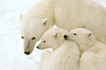 A polar bear mother with two cubs in Churchill, Manitoba 