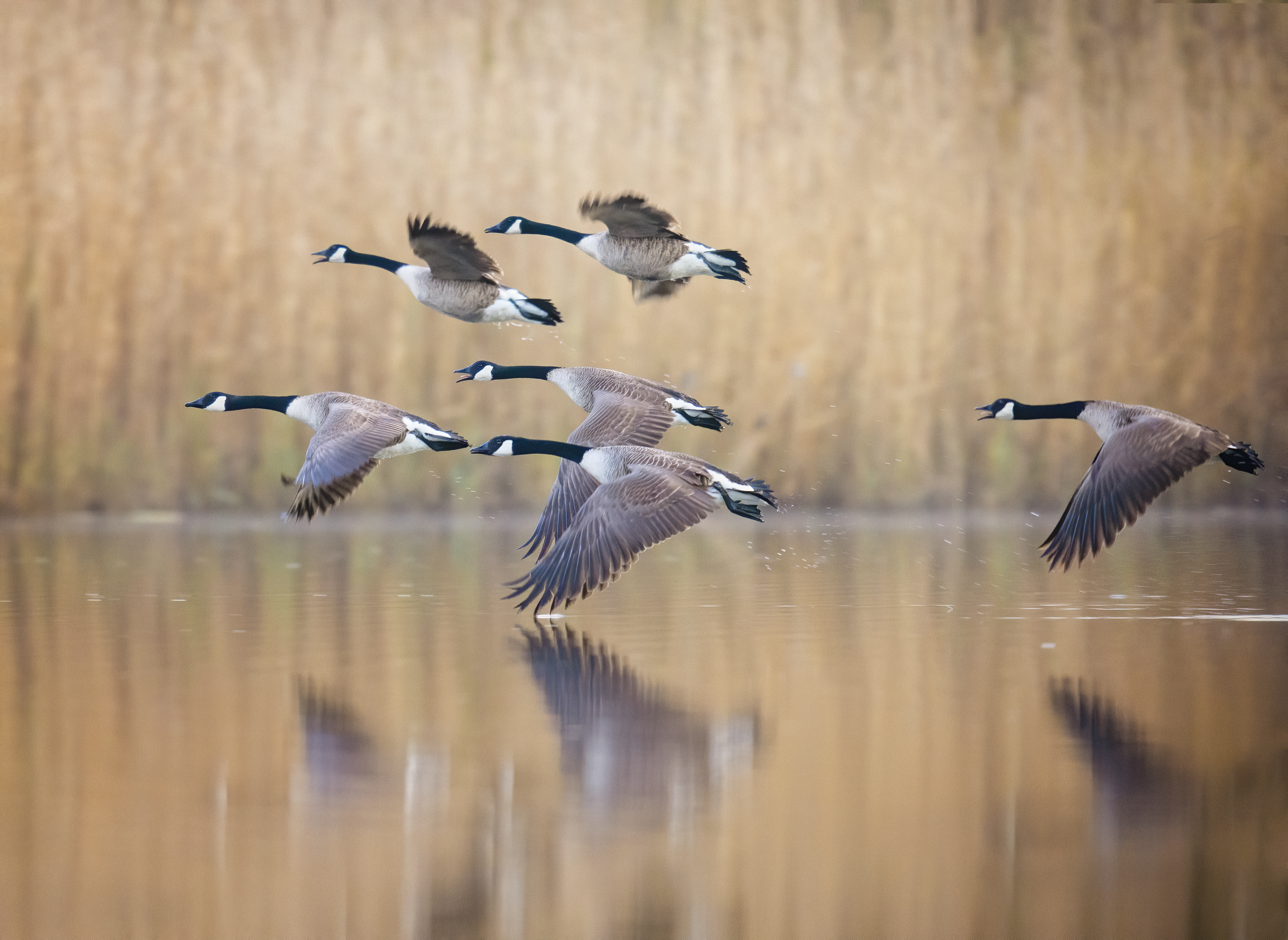 A flock of Canada Geese flying over the water