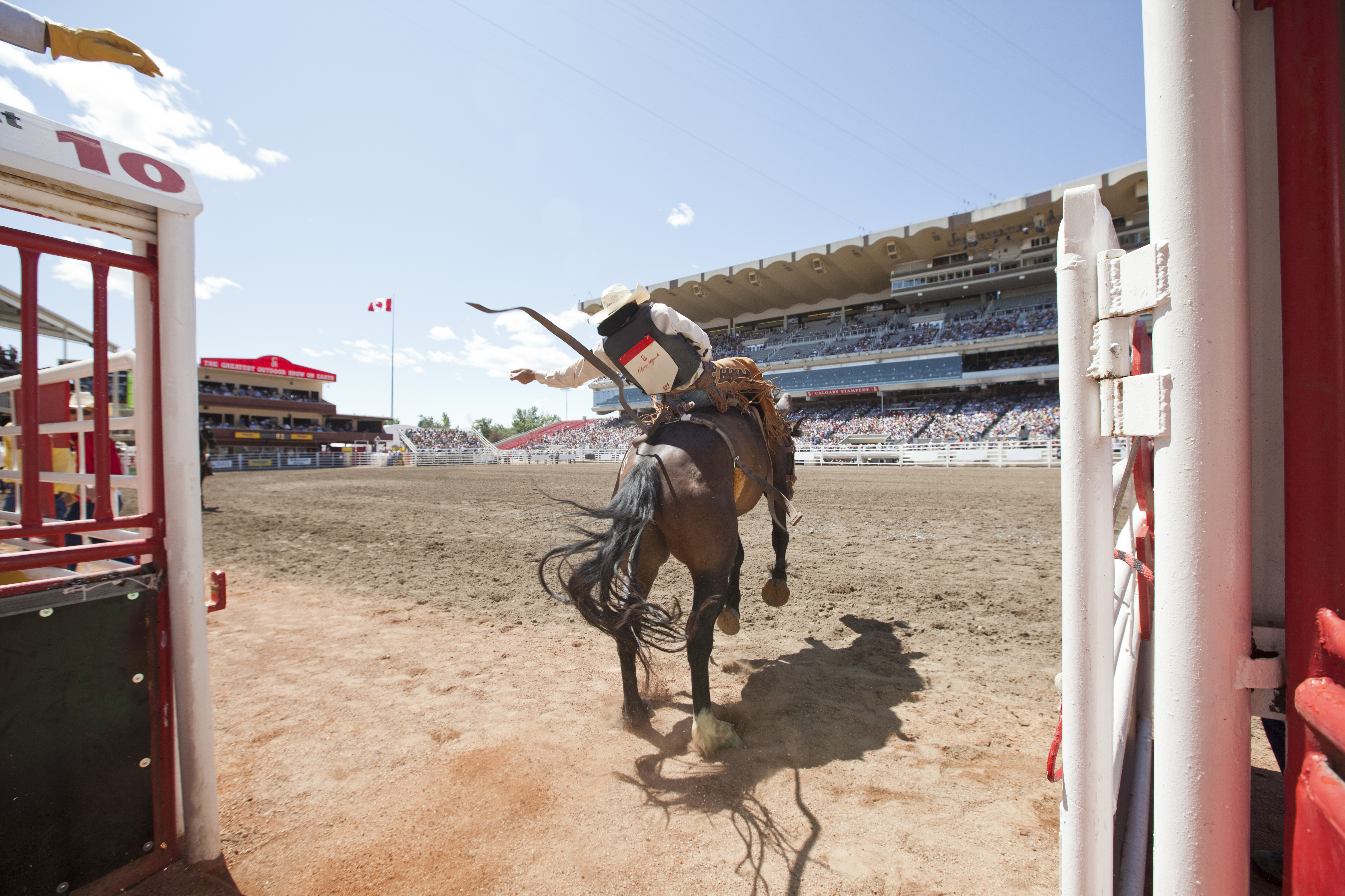 Person on a bucking horse at the Calgary Stampede