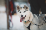 Close up of a happy dog with tongue out, ready for a dog sledding trip