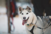 happy sled dog  looking at the camera