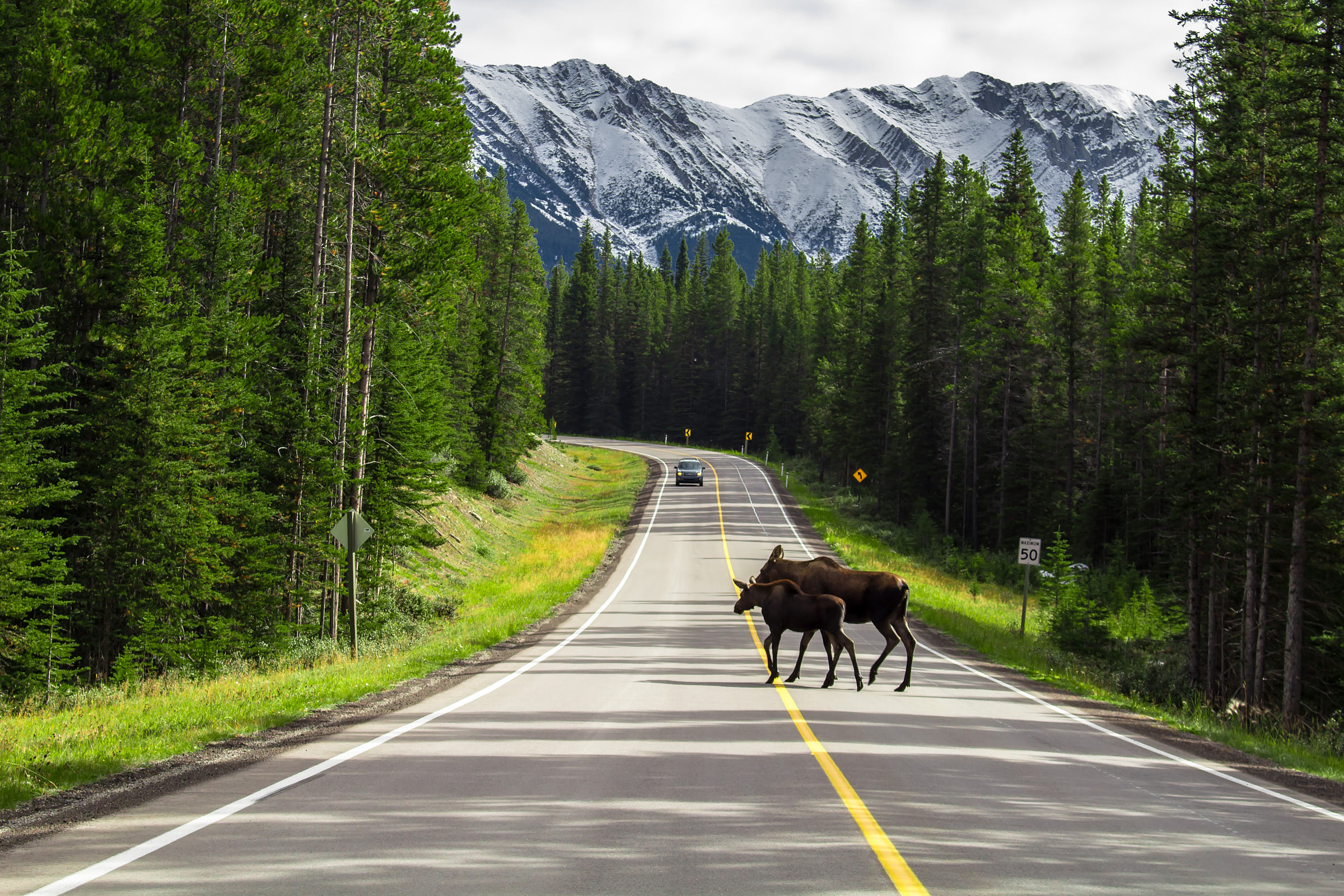 Two moose cross the road in the Rocky Mountains