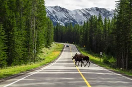 Two moose cross the road in the Rocky Mountains