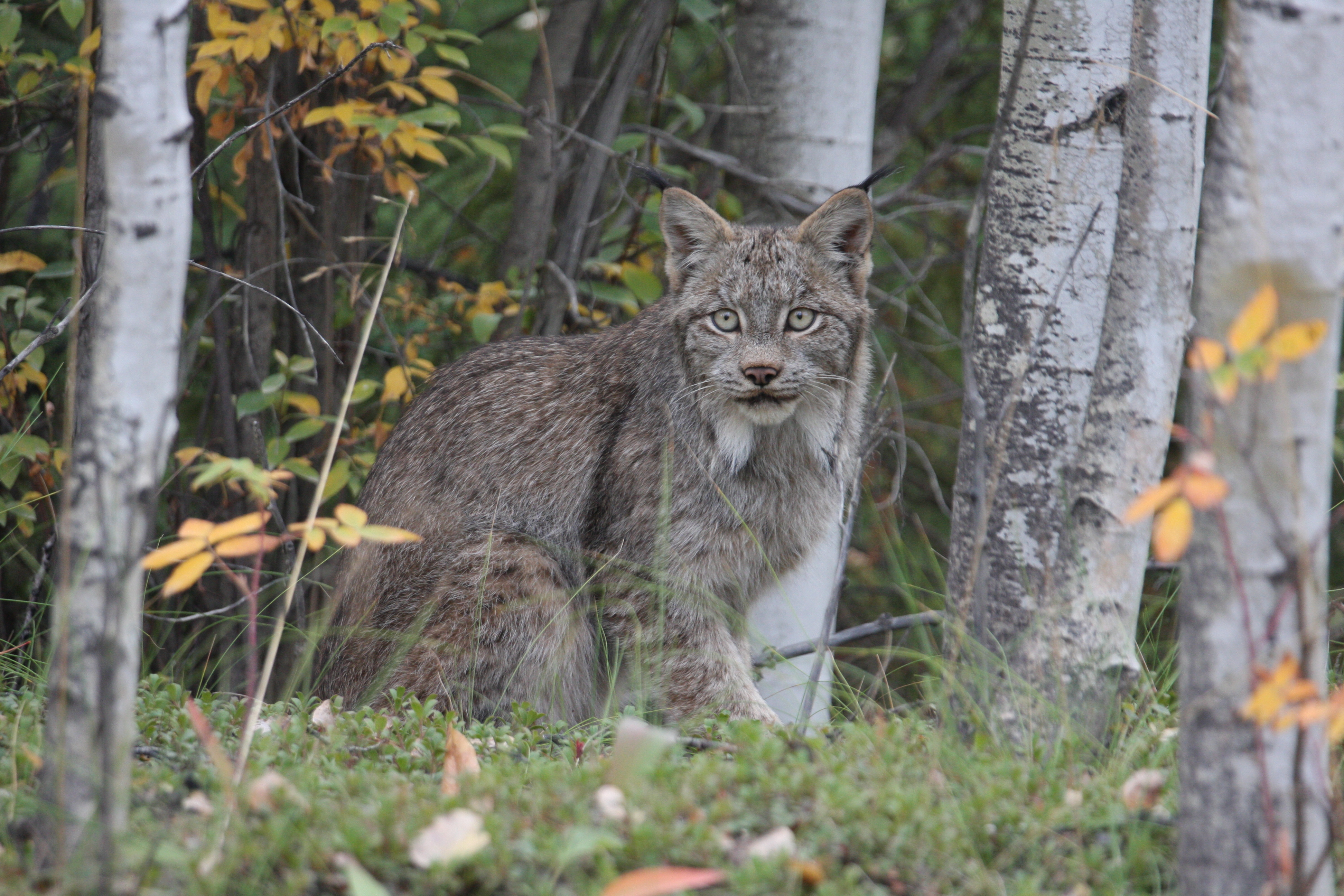 A grey bobcat sitting in the forest