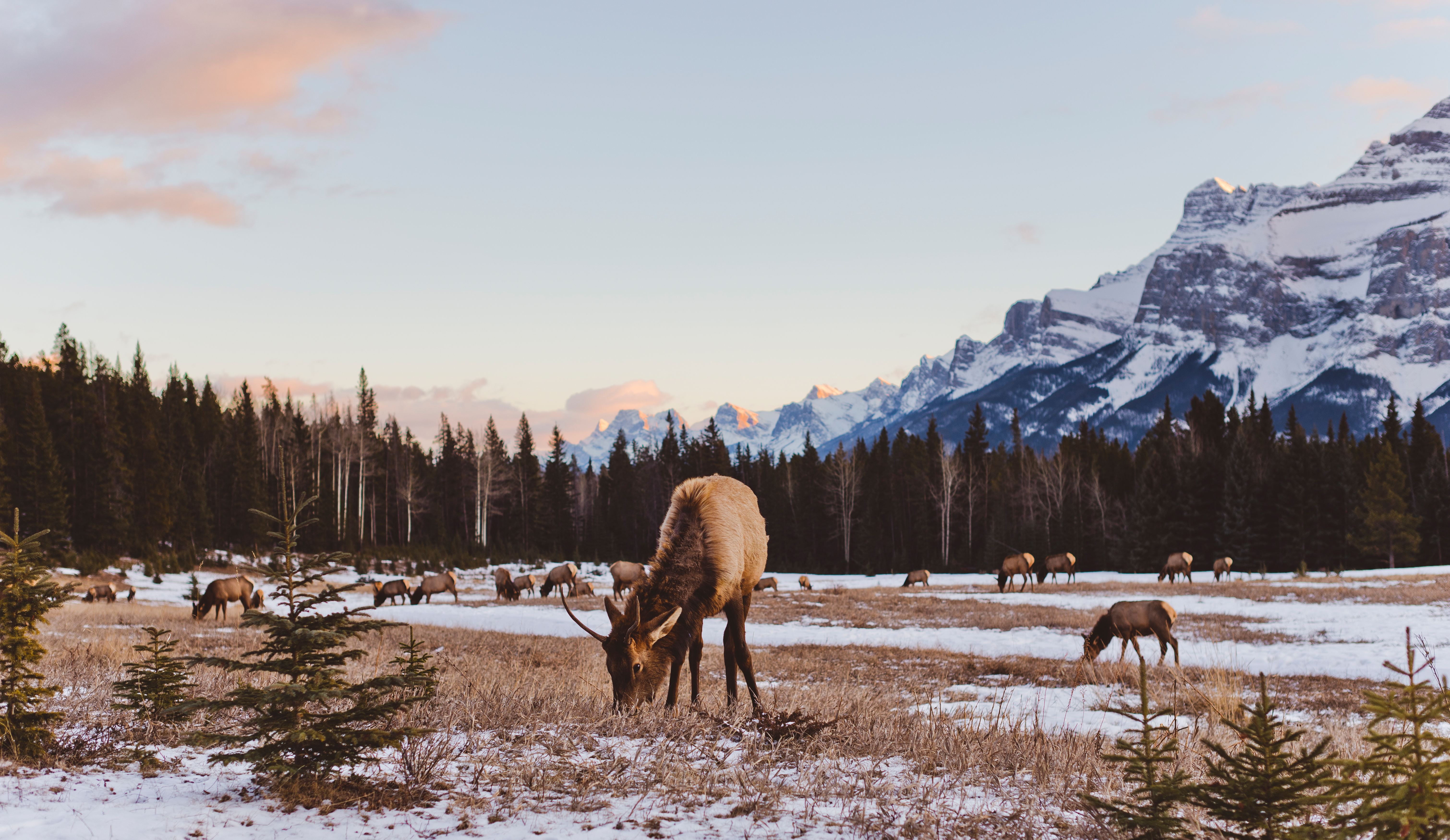 Elk grazing in a field near Lake Minnewanka in Banff National Park.