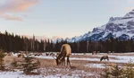 Elk grazing in a field near Lake Minnewanka in Banff National Park.