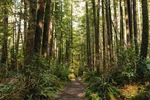 Trail in rainforest with sunshine peeking through
