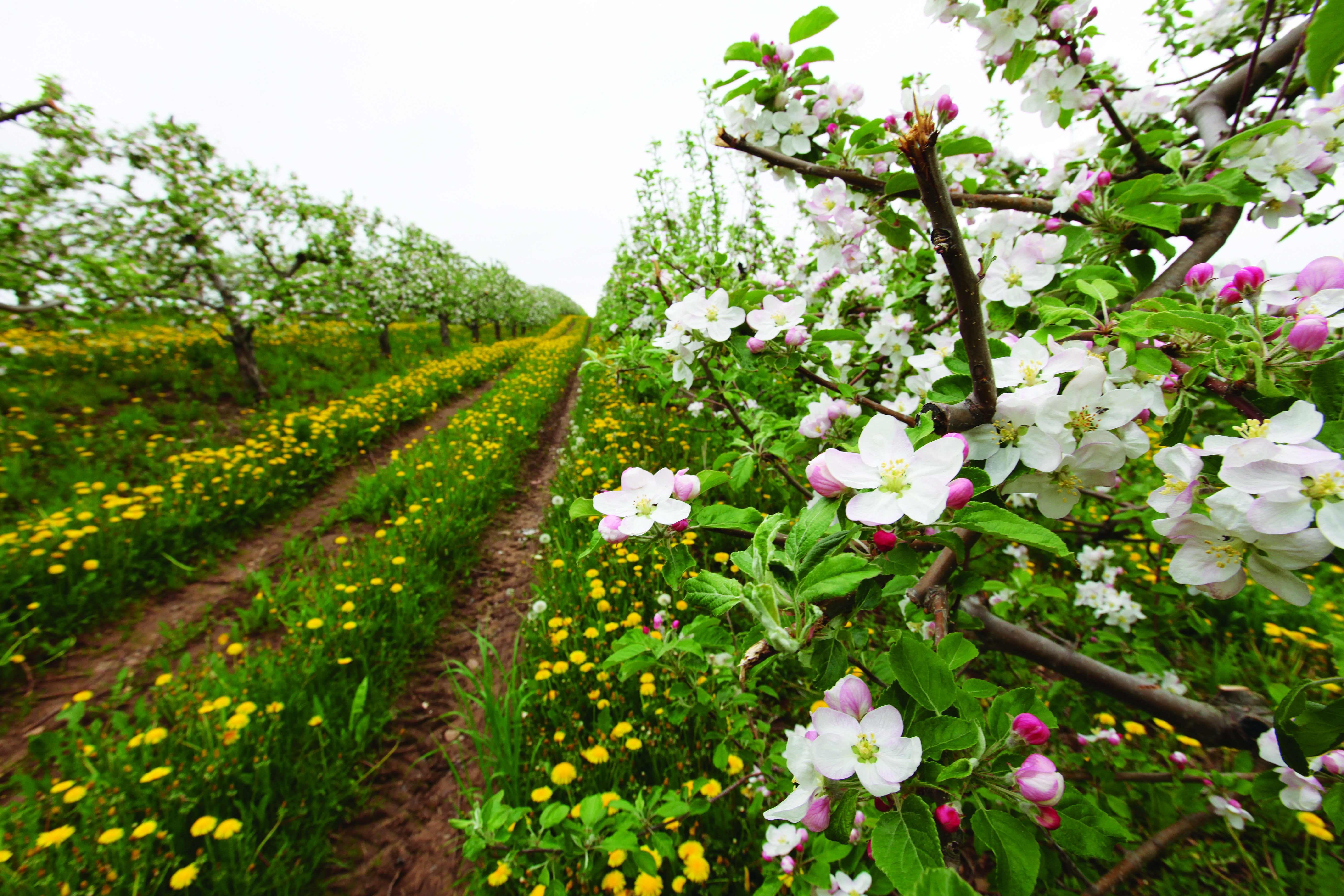 Apple Blossoms during the Annapolis Blossom Festival in Nova Scotia 