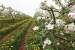 Apple Blossoms during the Annapolis Blossom Festival in Nova Scotia 