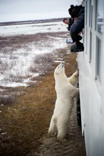A polar bear gives some buggy love to a tundra buggy 