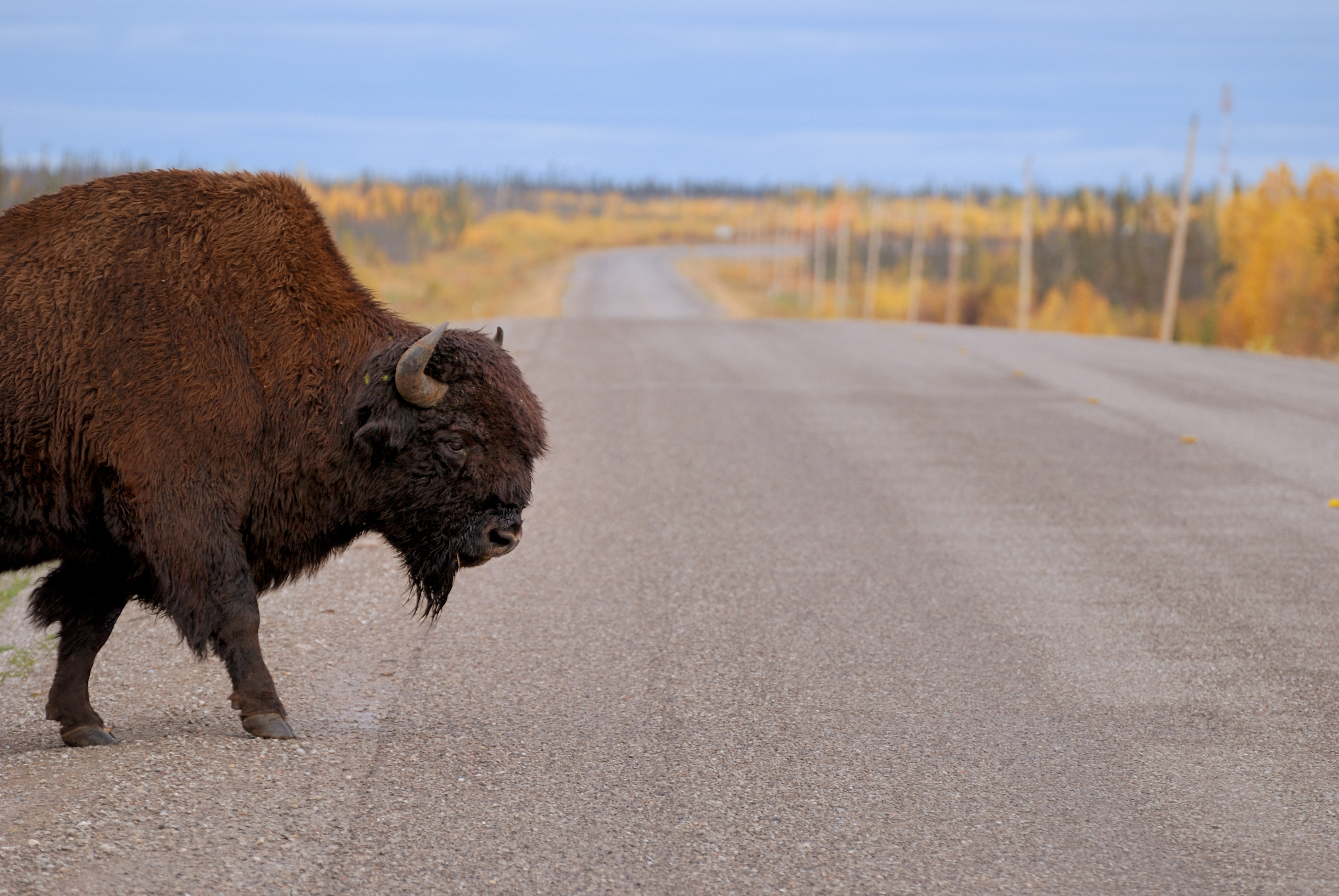 A bison crossing a highway near Yellowknife, Northwest Territories, with the road and natural landscape in the background