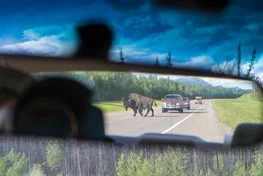 Bison in car's rear view mirror