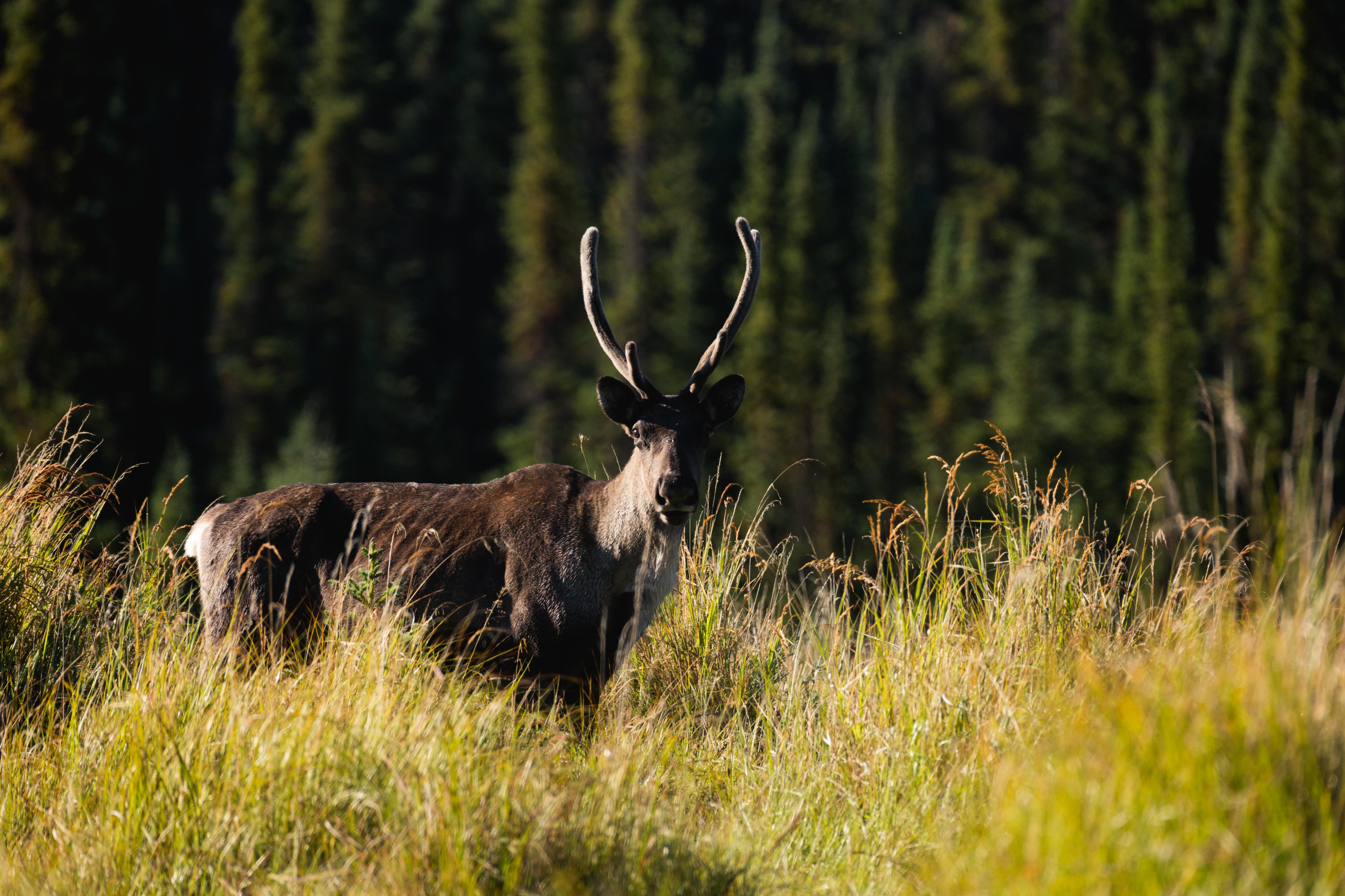 Caribou stands in tall grass and looks forward with trees in the background