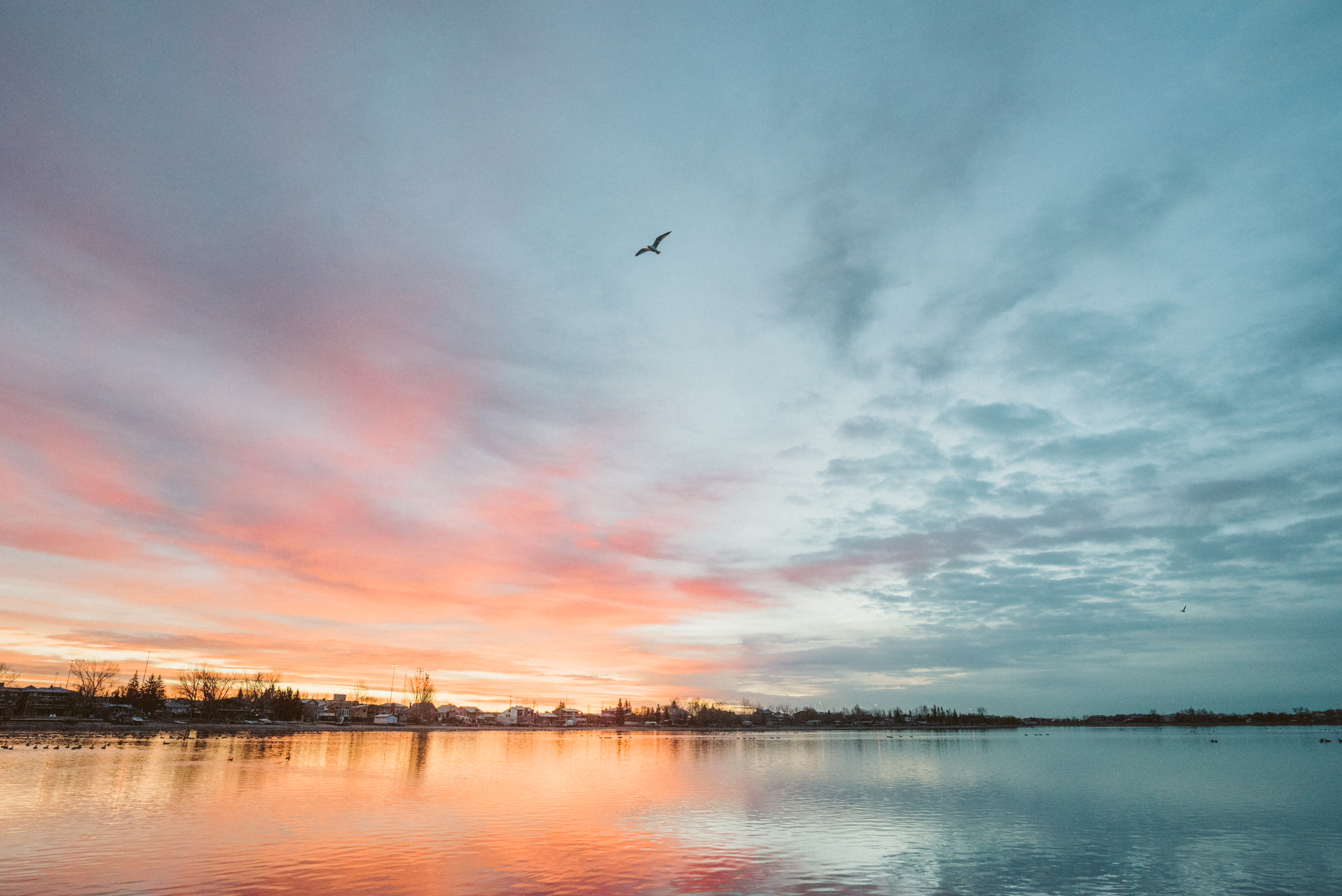 Bird flying in the sky over Chestermere Lake at sunset