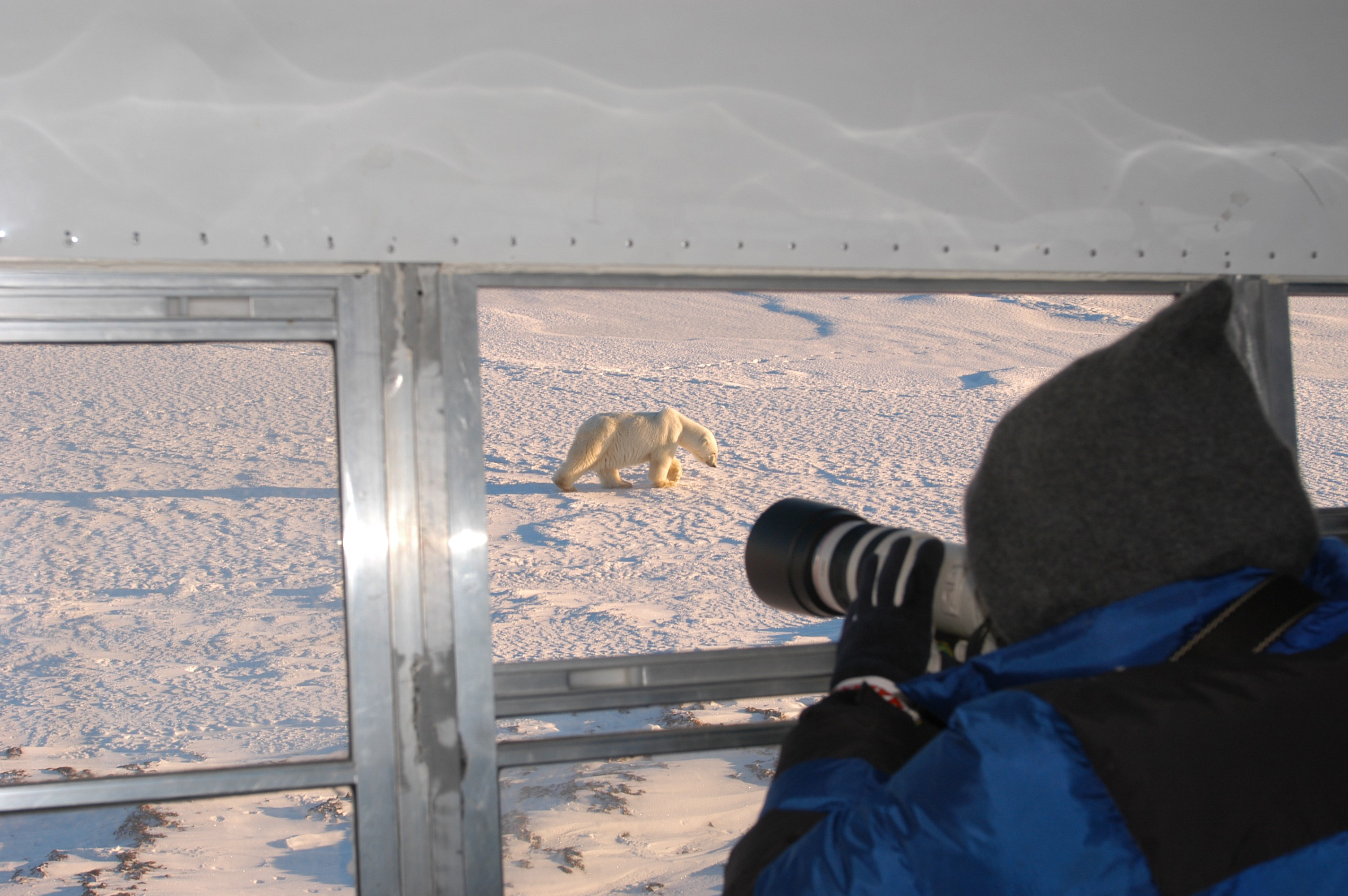 Person photographing a polar bear from a vehicle
