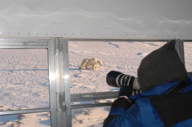 Person photographing a polar bear from a vehicle
