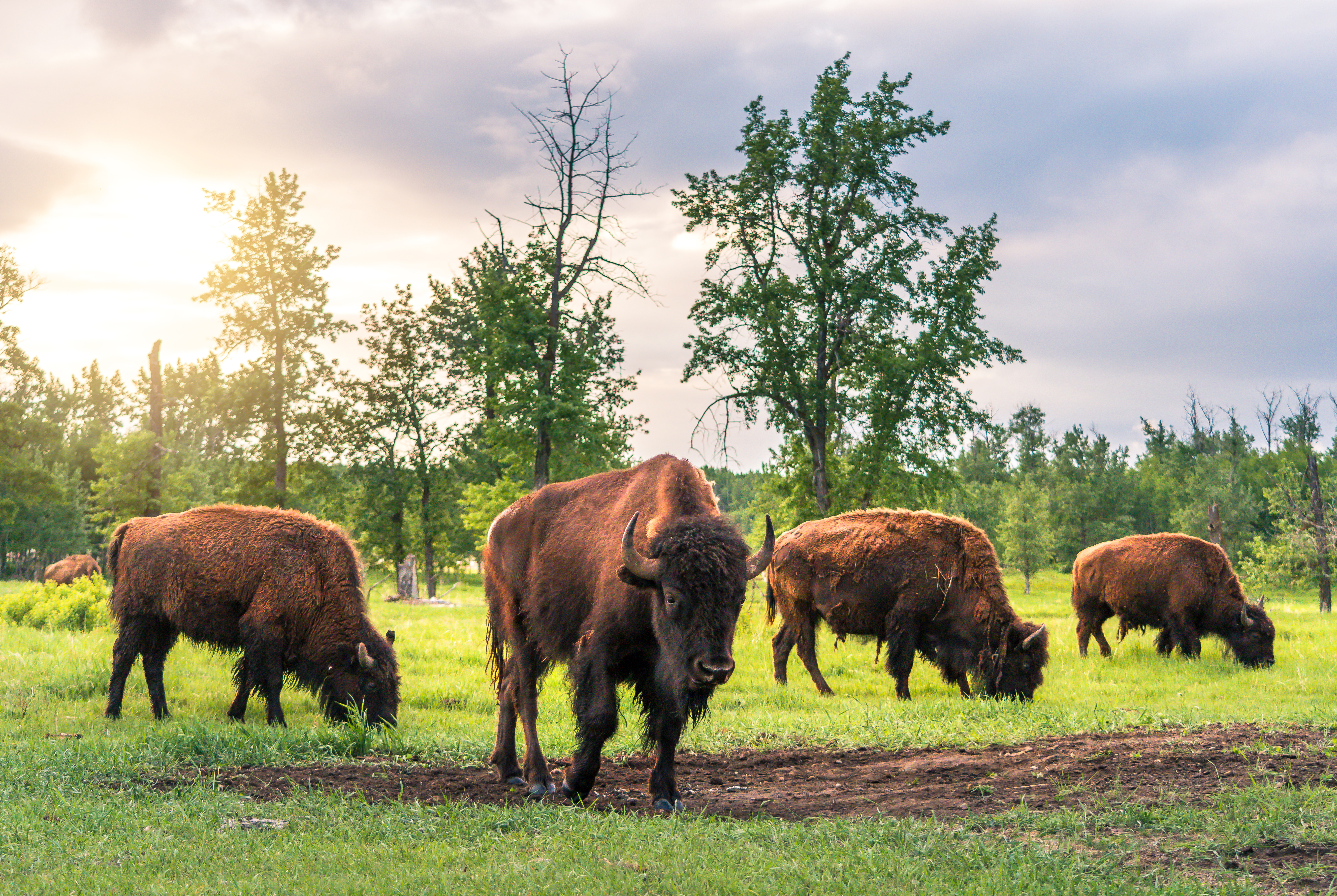 A group of bison eating grass in a field in Elk Island National Park