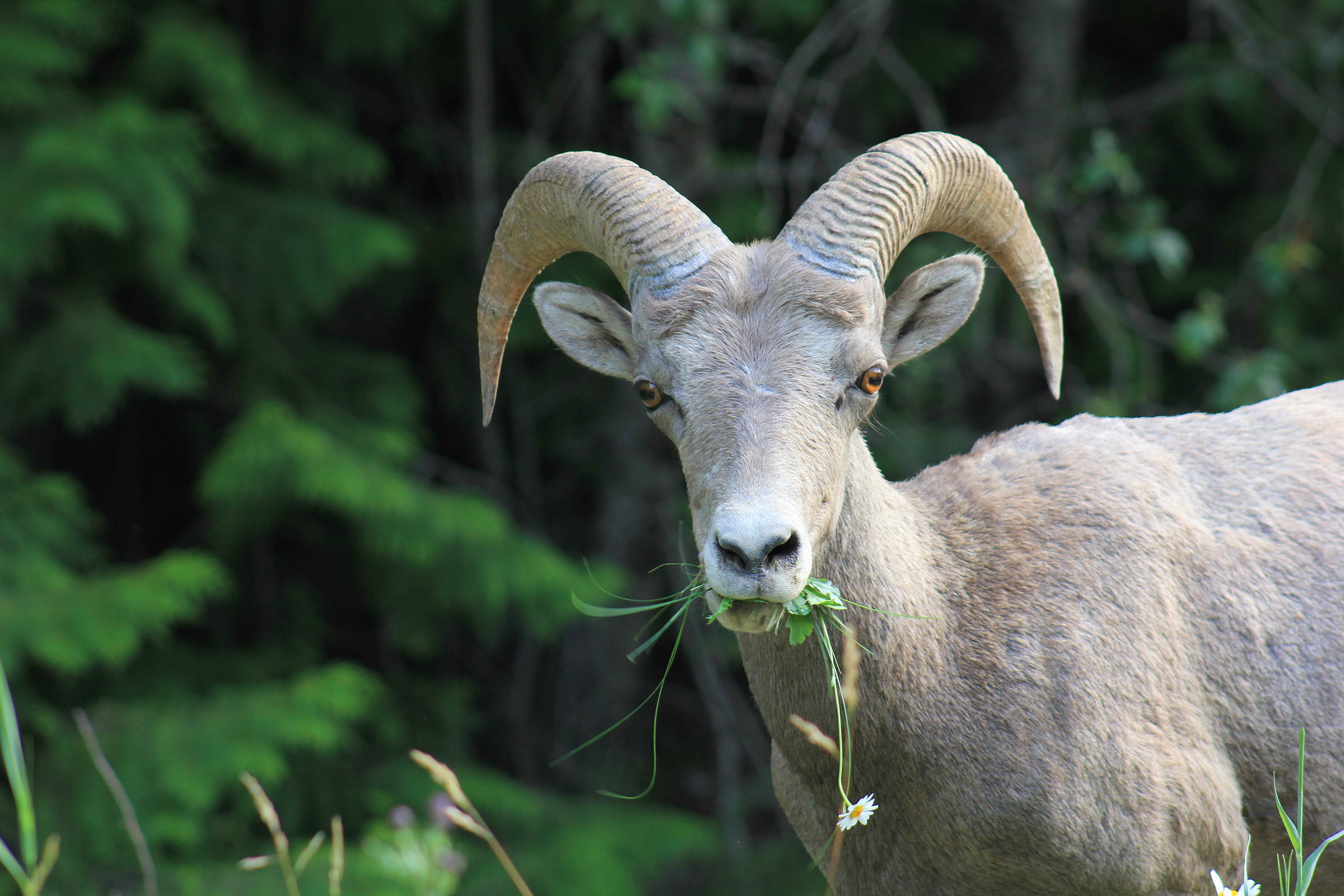 Wildlife in the Canadian Rockies includes bighorn Sheep 