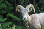 Wildlife in the Canadian Rockies includes bighorn Sheep 