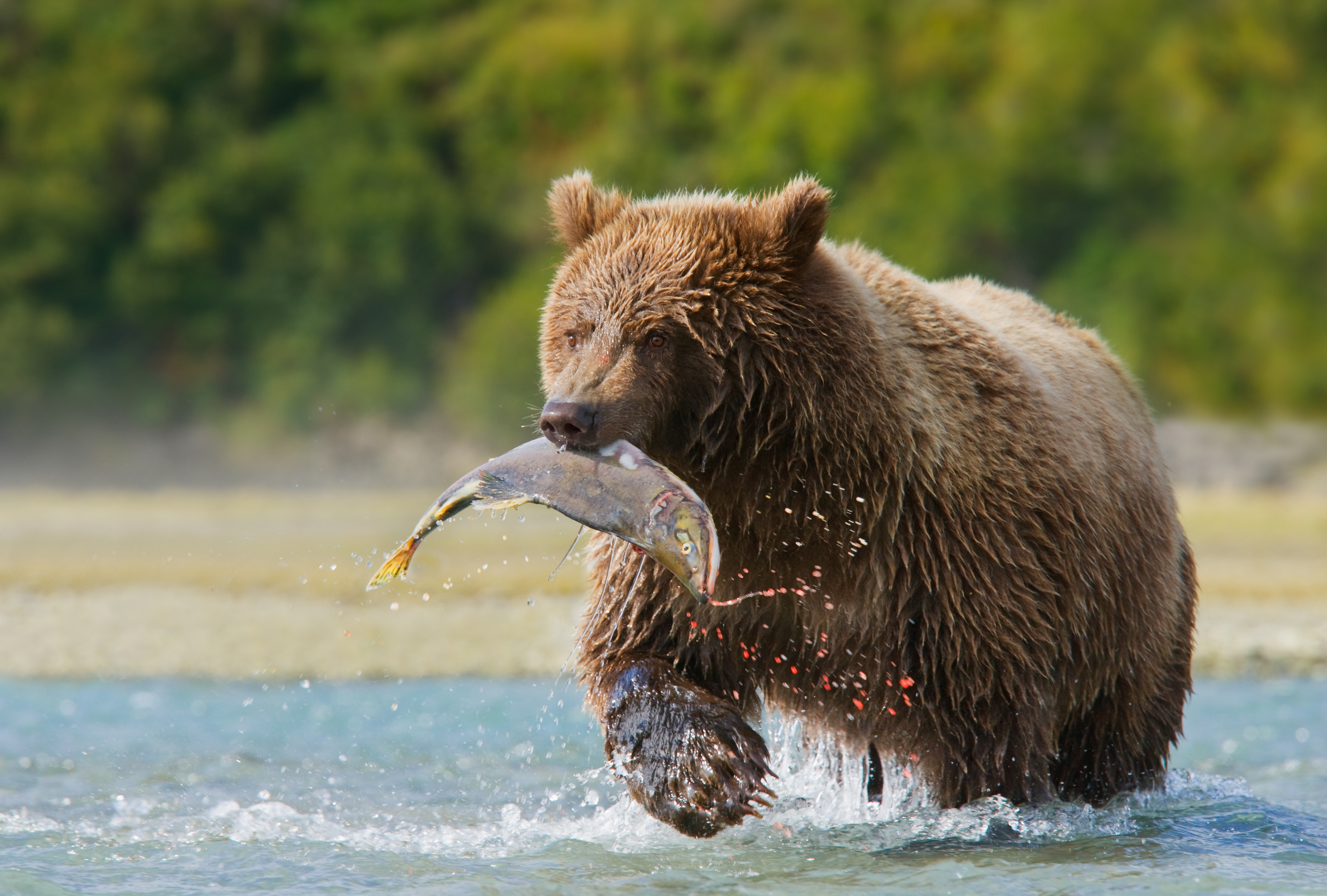 A grizzly bear runs through water with a salmon in its mouth