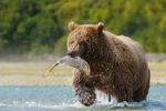 A grizzly bear in the water with a salmon in its mouth