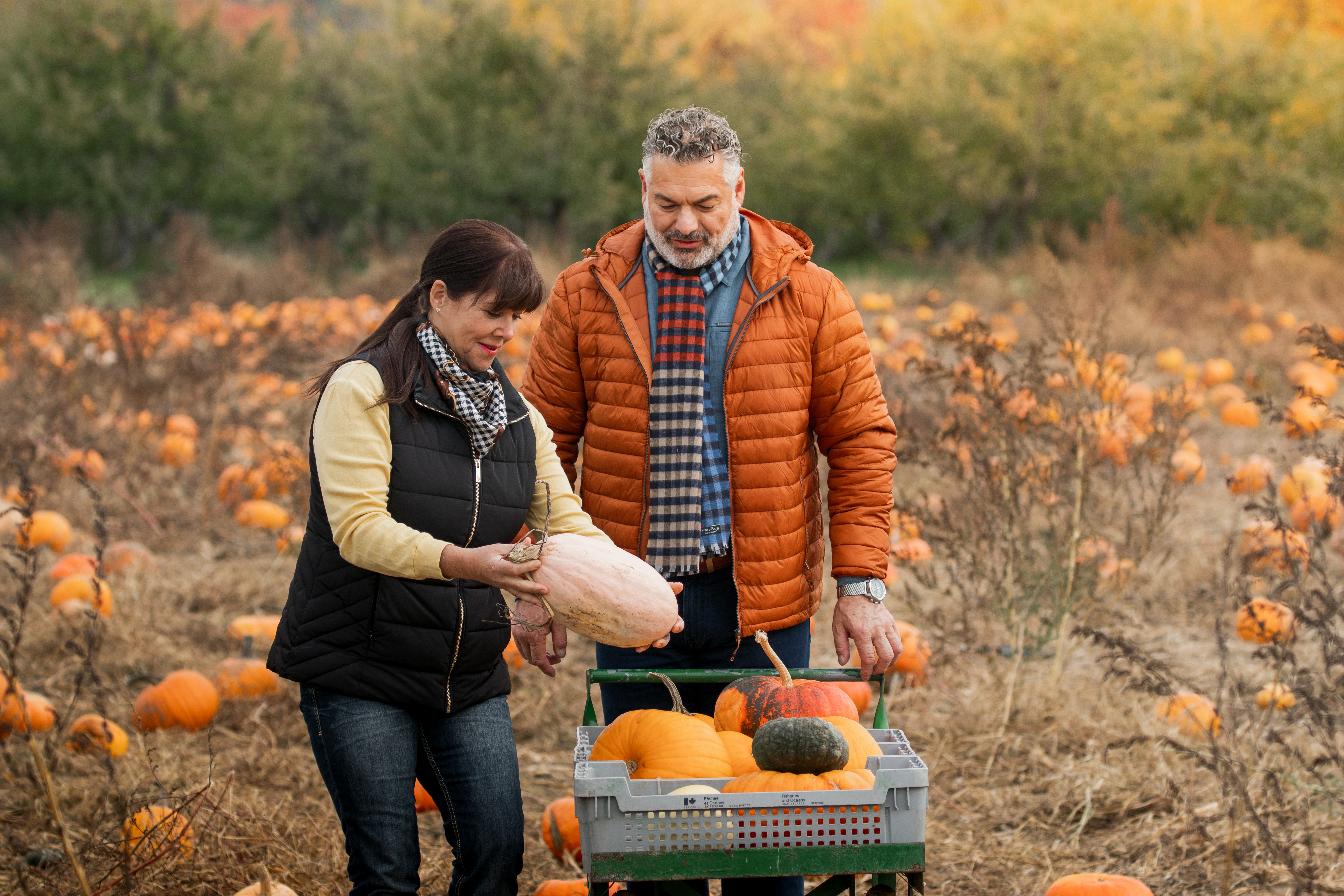 A couple picking pumpkins and squash in a pumpkin patch
