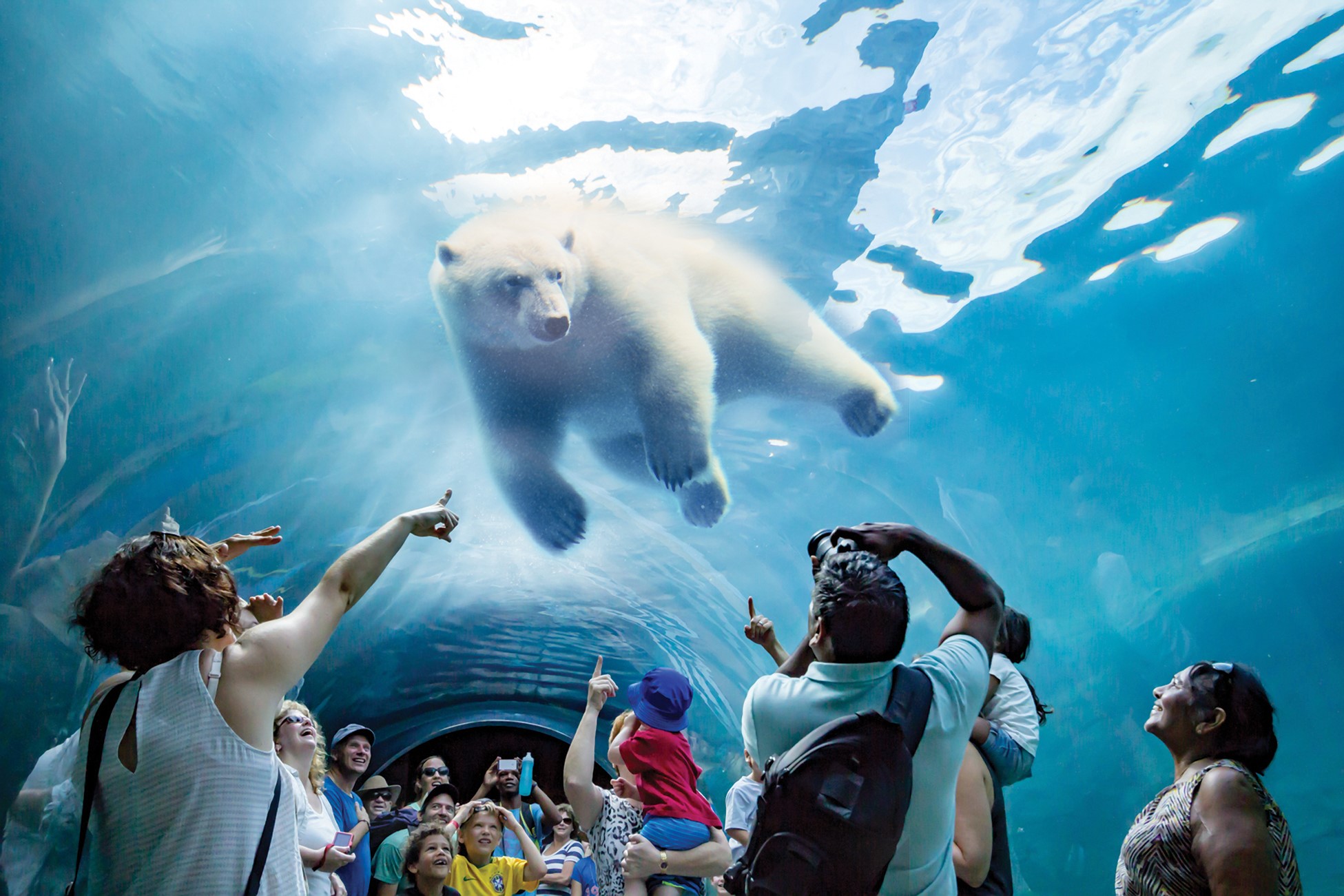 People looking at a polar bear swimming above them in a tunnel at the Assiniboine Park Zoo