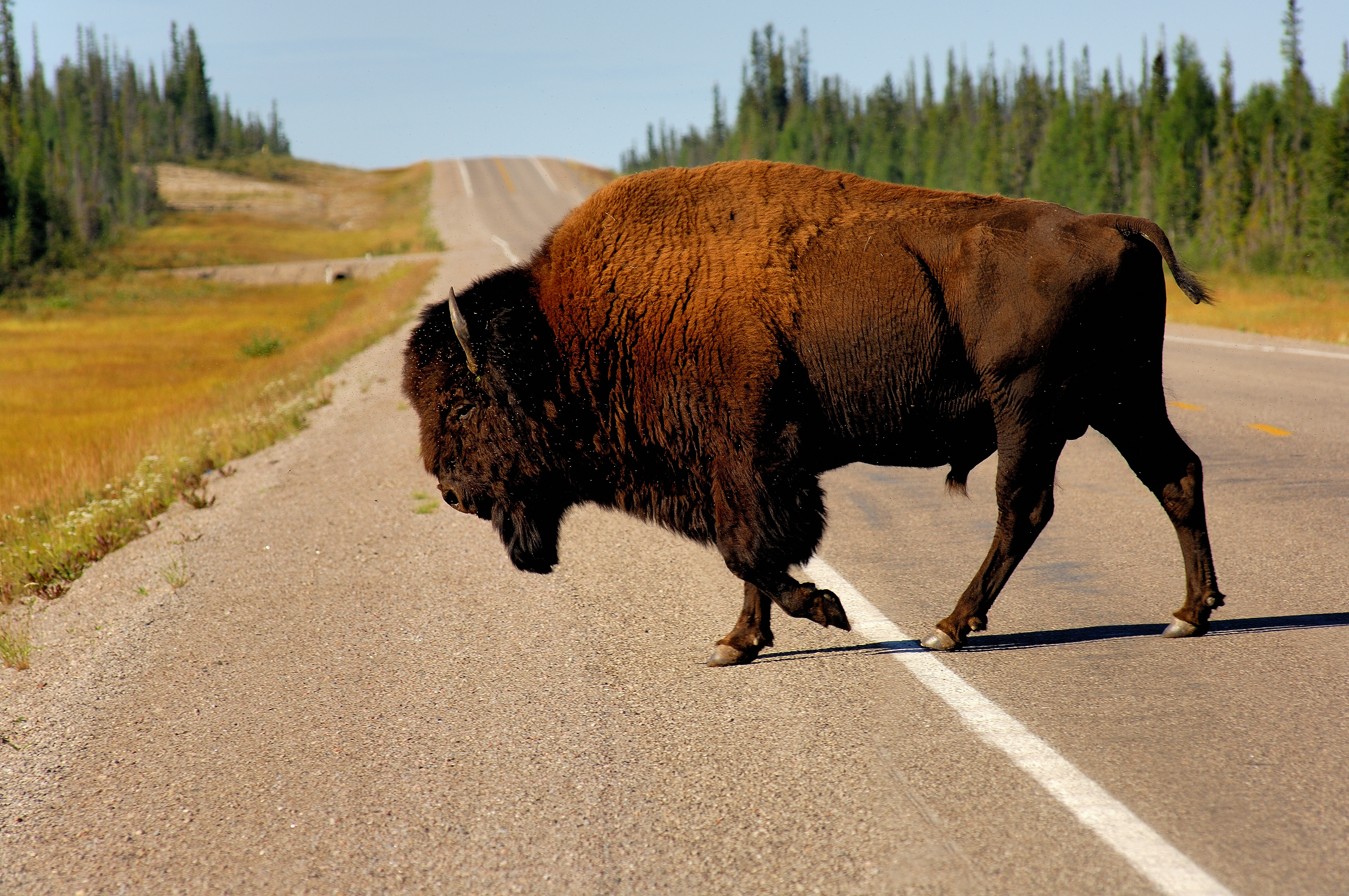 Bison crossing the road in Mackenzie area Northwest Territories