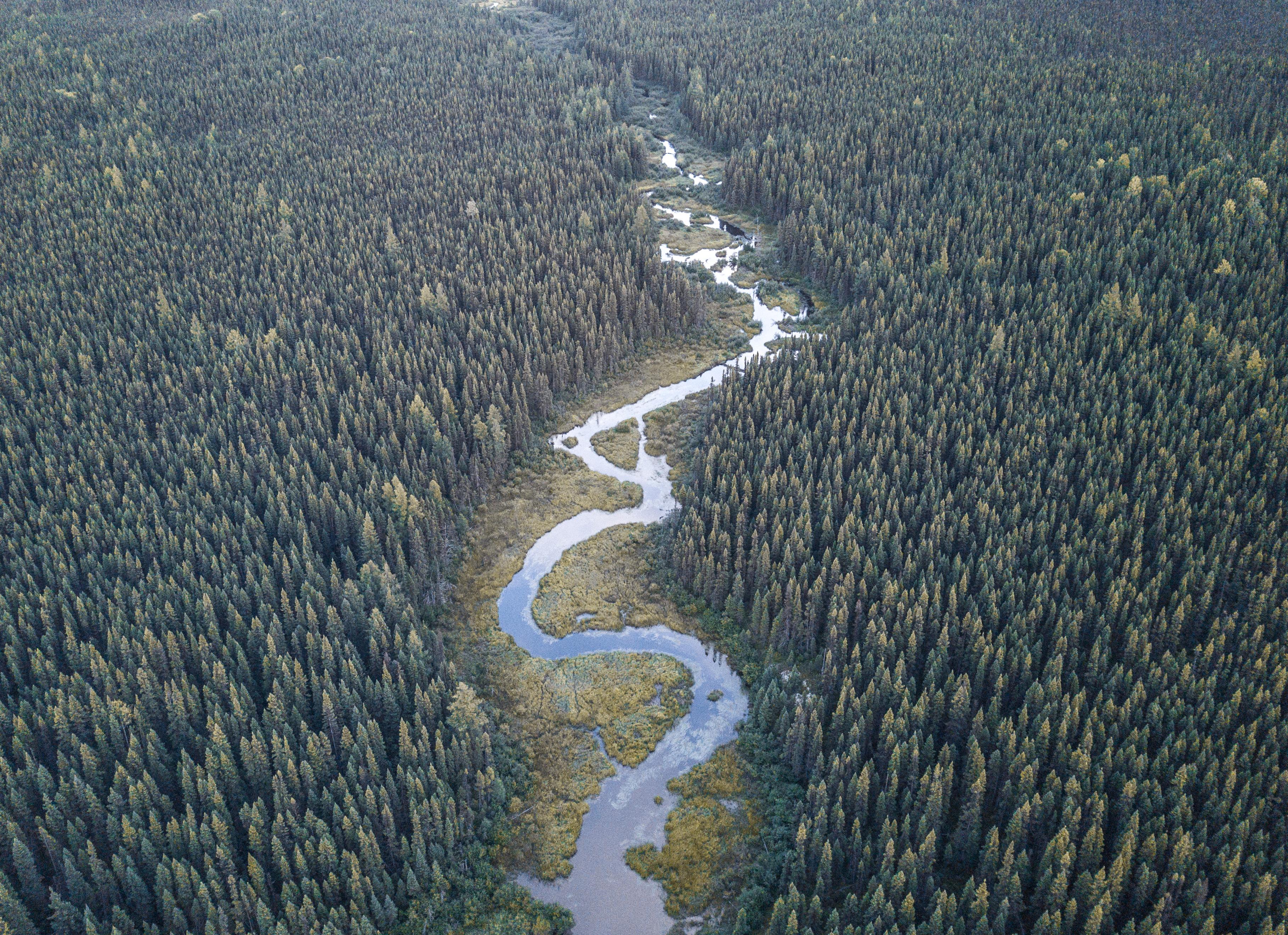 Aerial view of winding river through a boreal forest in Quebec