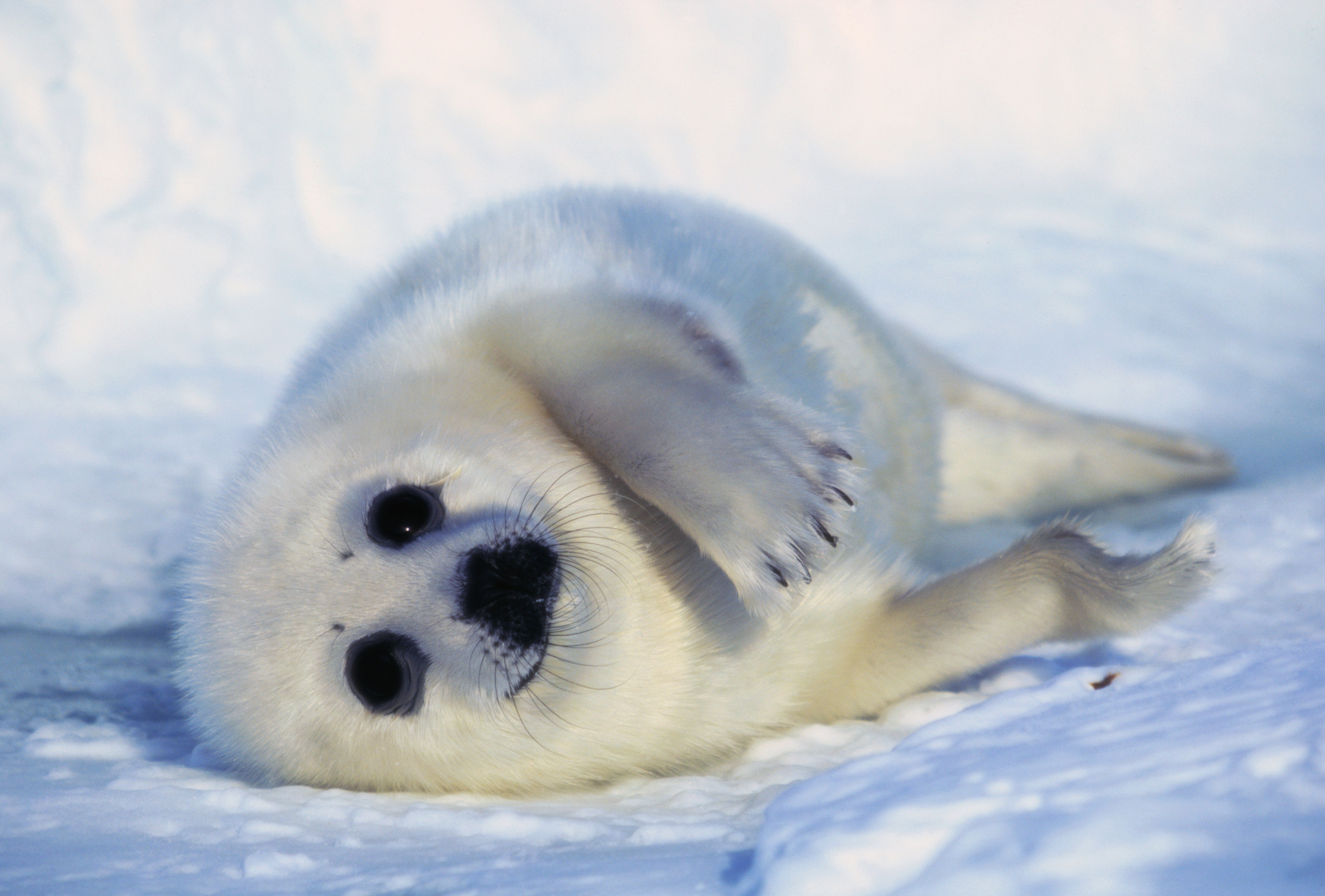 A harp seal with a grey coat lies in white snow