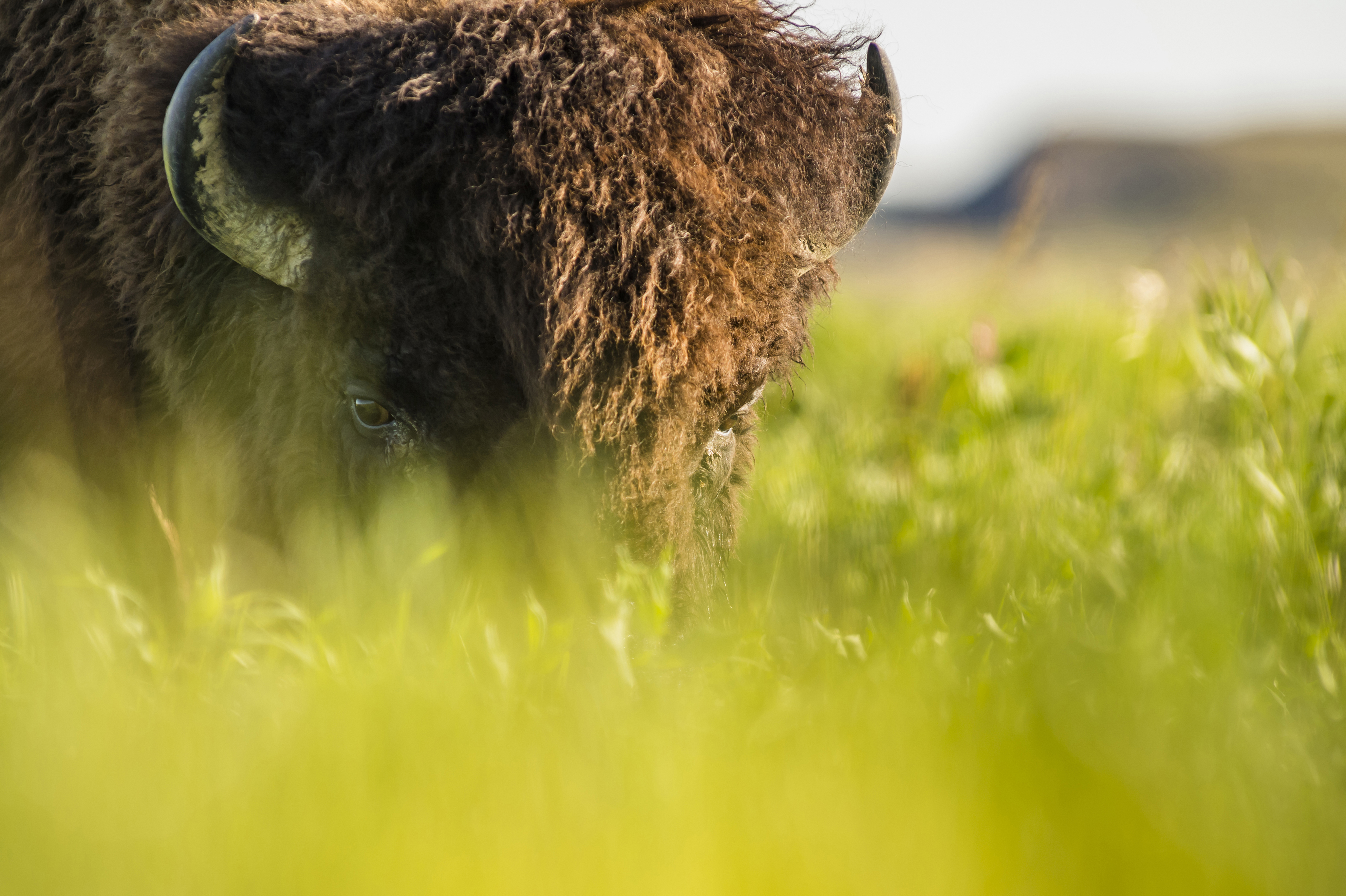 A bison standing in a grassy field