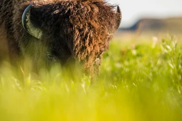A bison standing in a grassy field