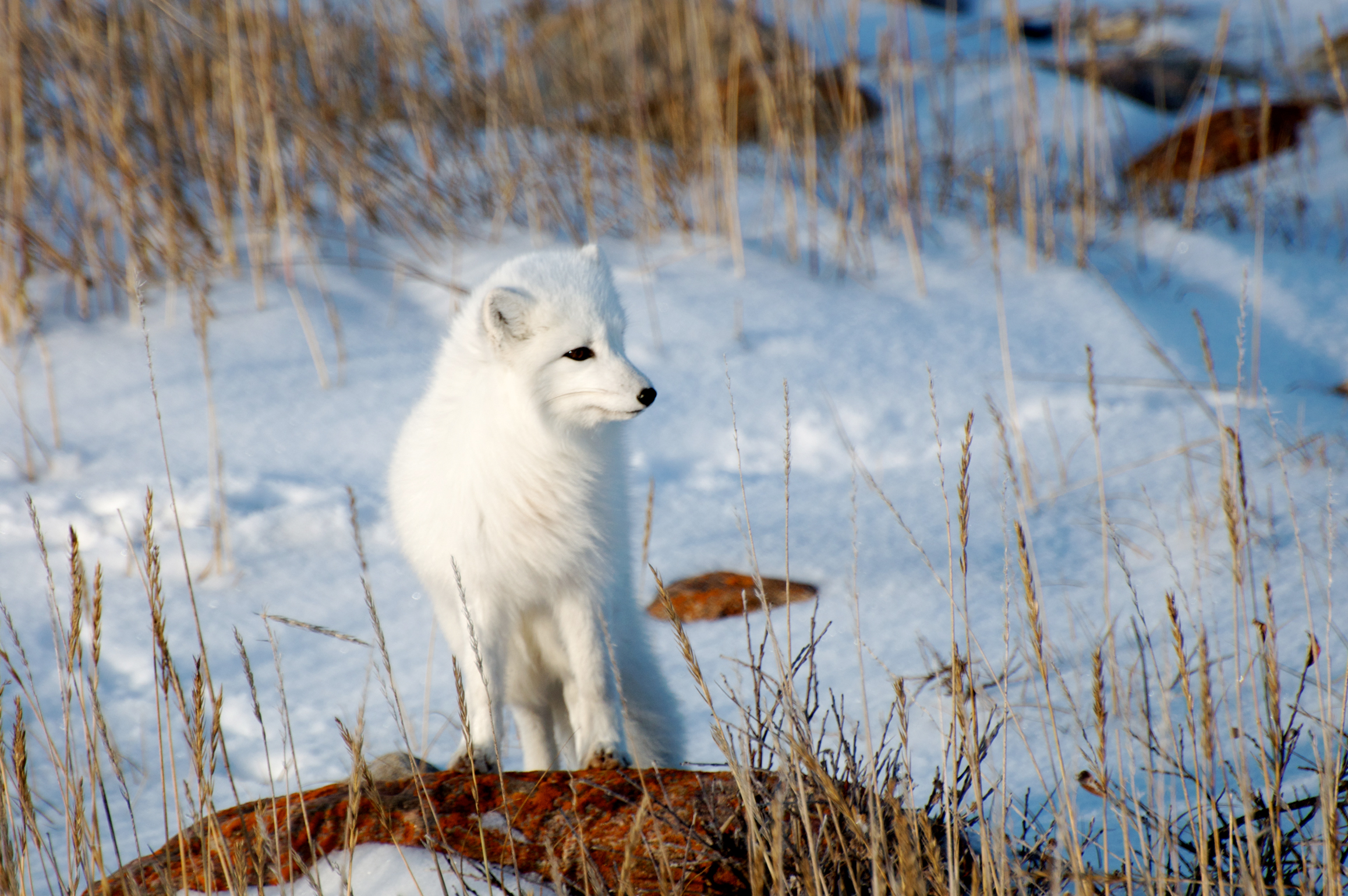 A white fox looks out over the snowy tundra