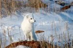 A white fox looks out over the snowy tundra