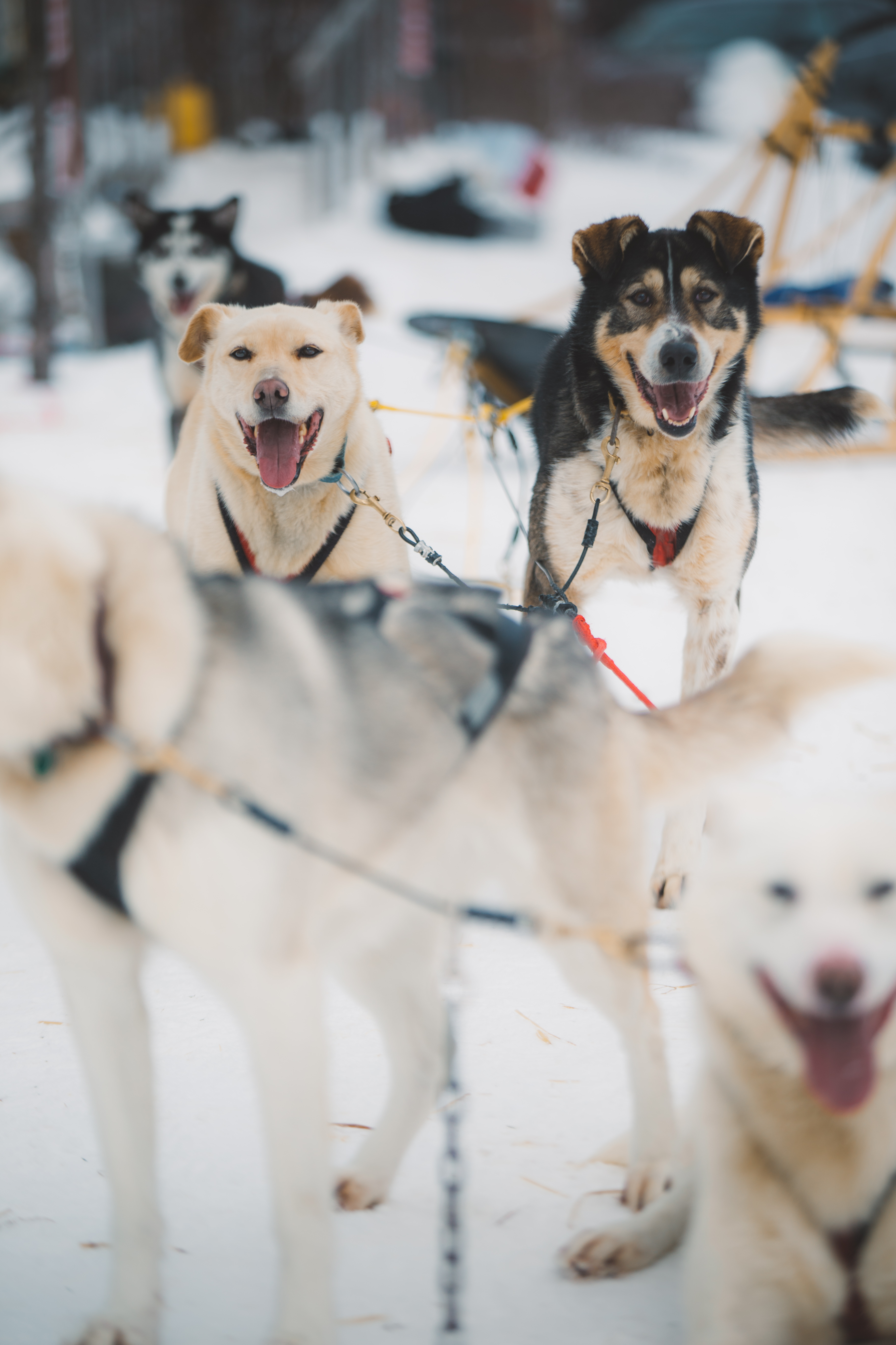Group of sled dogs