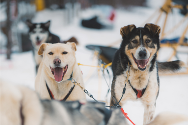 Group of sled dogs
