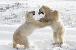 Polar Bears Sparring  Simon Gee