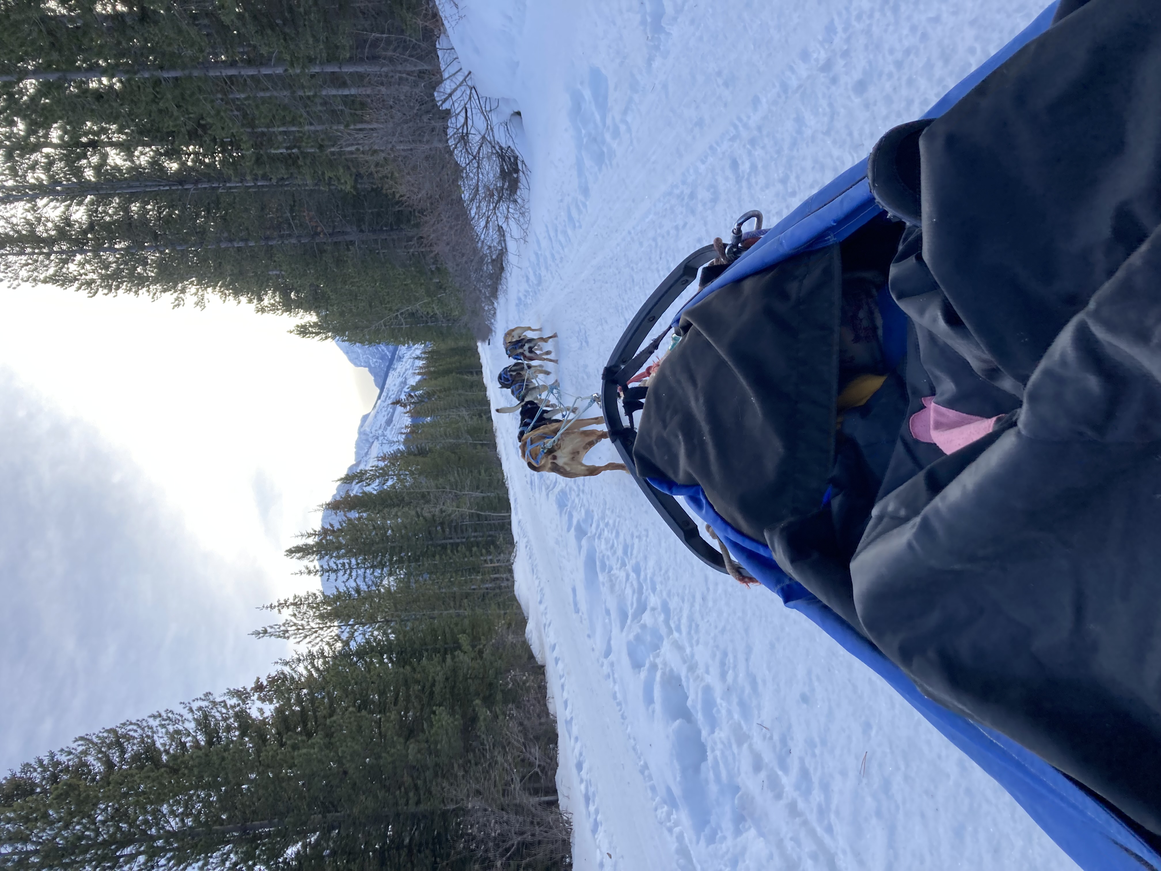 Dogsledding in Canmore with Howling Dog Tours