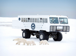 Polar bear excursions in a tundra buggy 