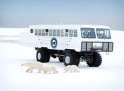 Polar bears walk by a Tundra Buggy vehicle for going over ice