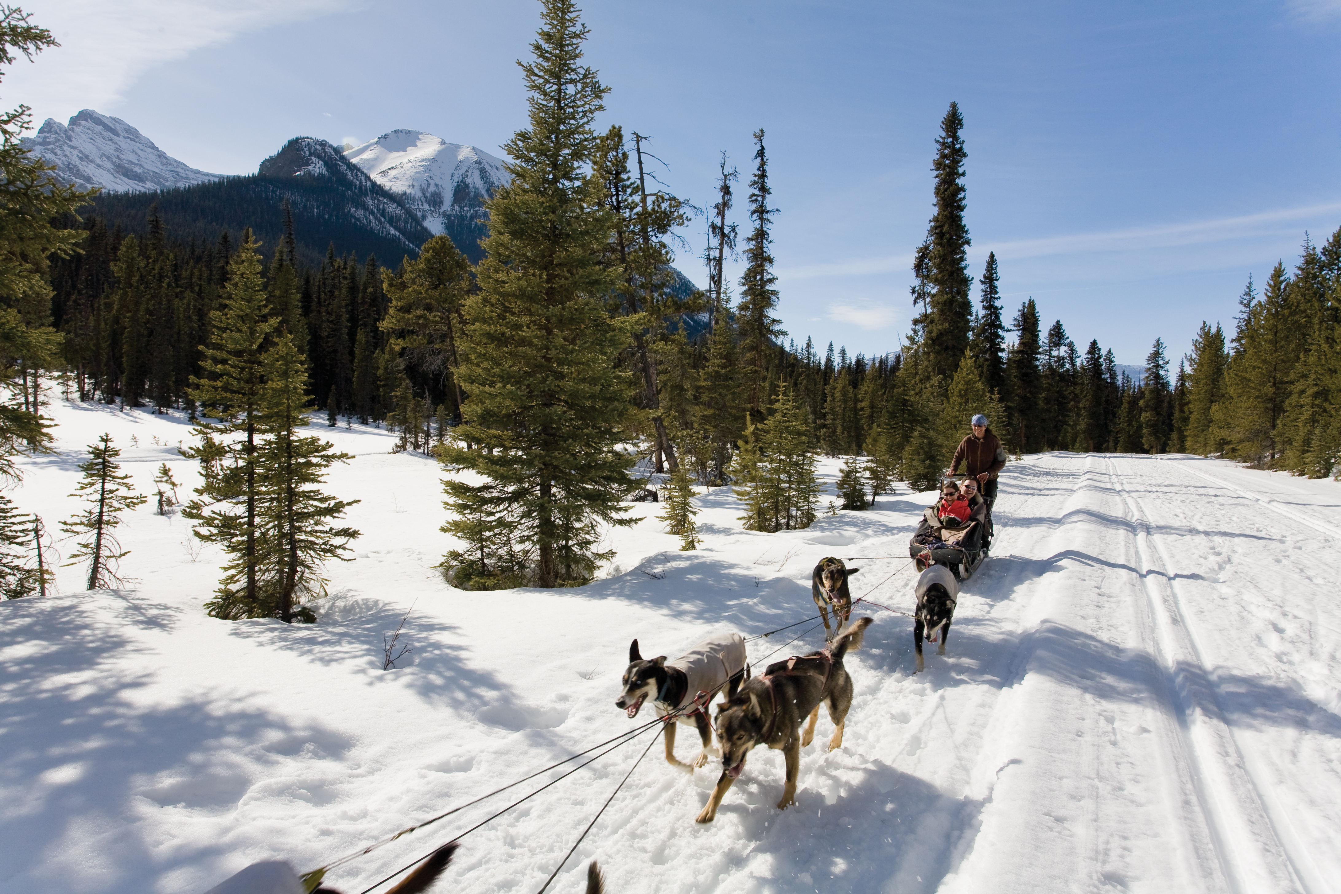 People dogsledding through the snow near Lake Louise