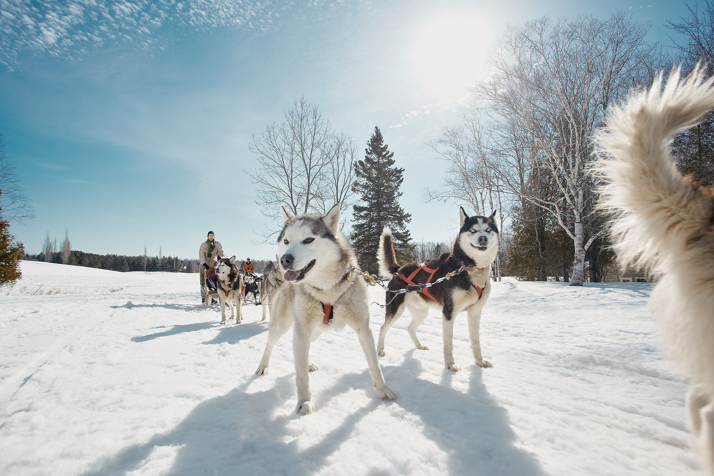 Huskies pull dog sled