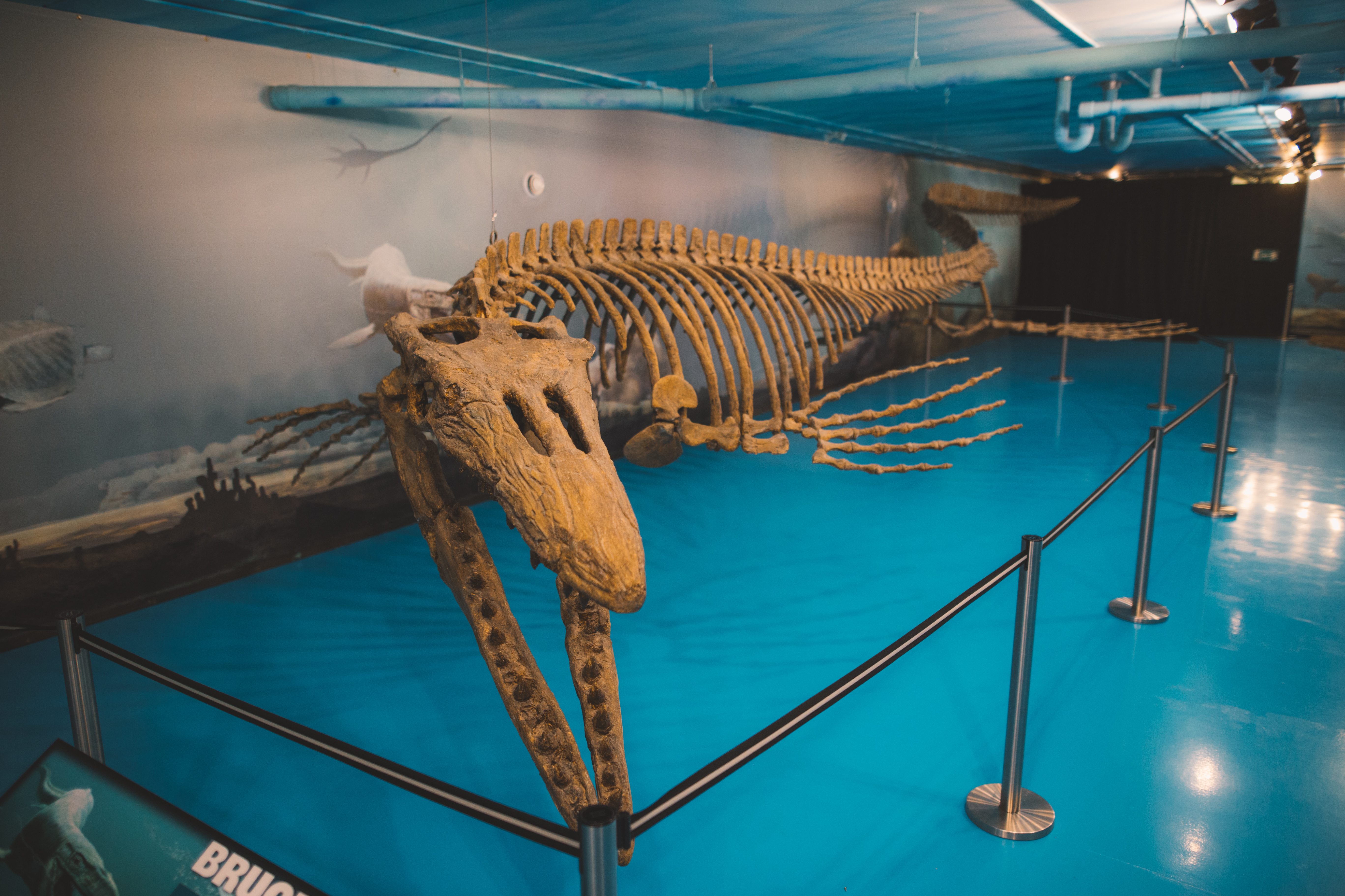 Close up of a large marine reptile fossil in the Canadian Fossil Discovery Centre museum