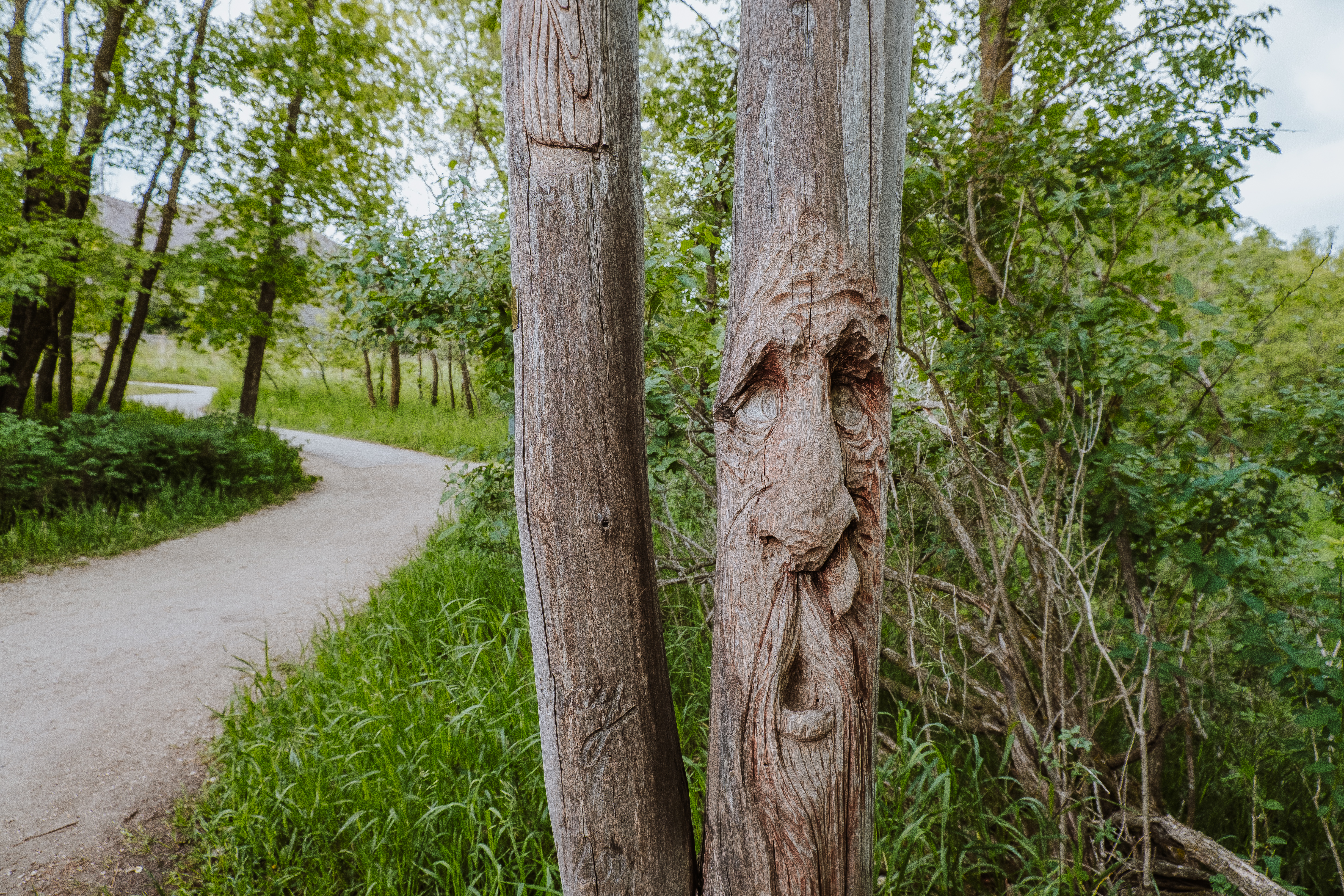 A face carved into a tree in front of a forest walking trail 