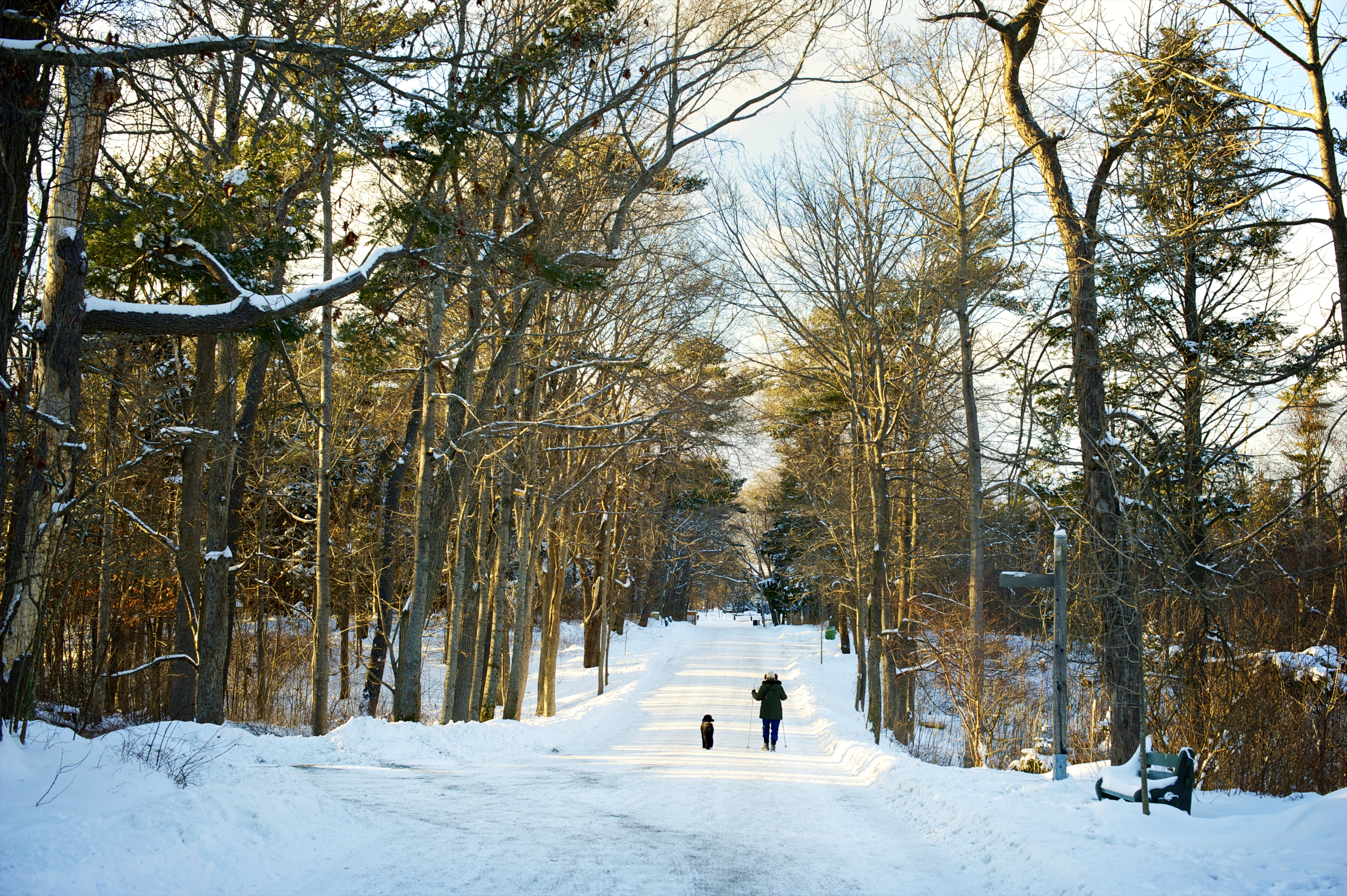 Sun shines through the trees as a person and their dog walk along a snowy trail in a park