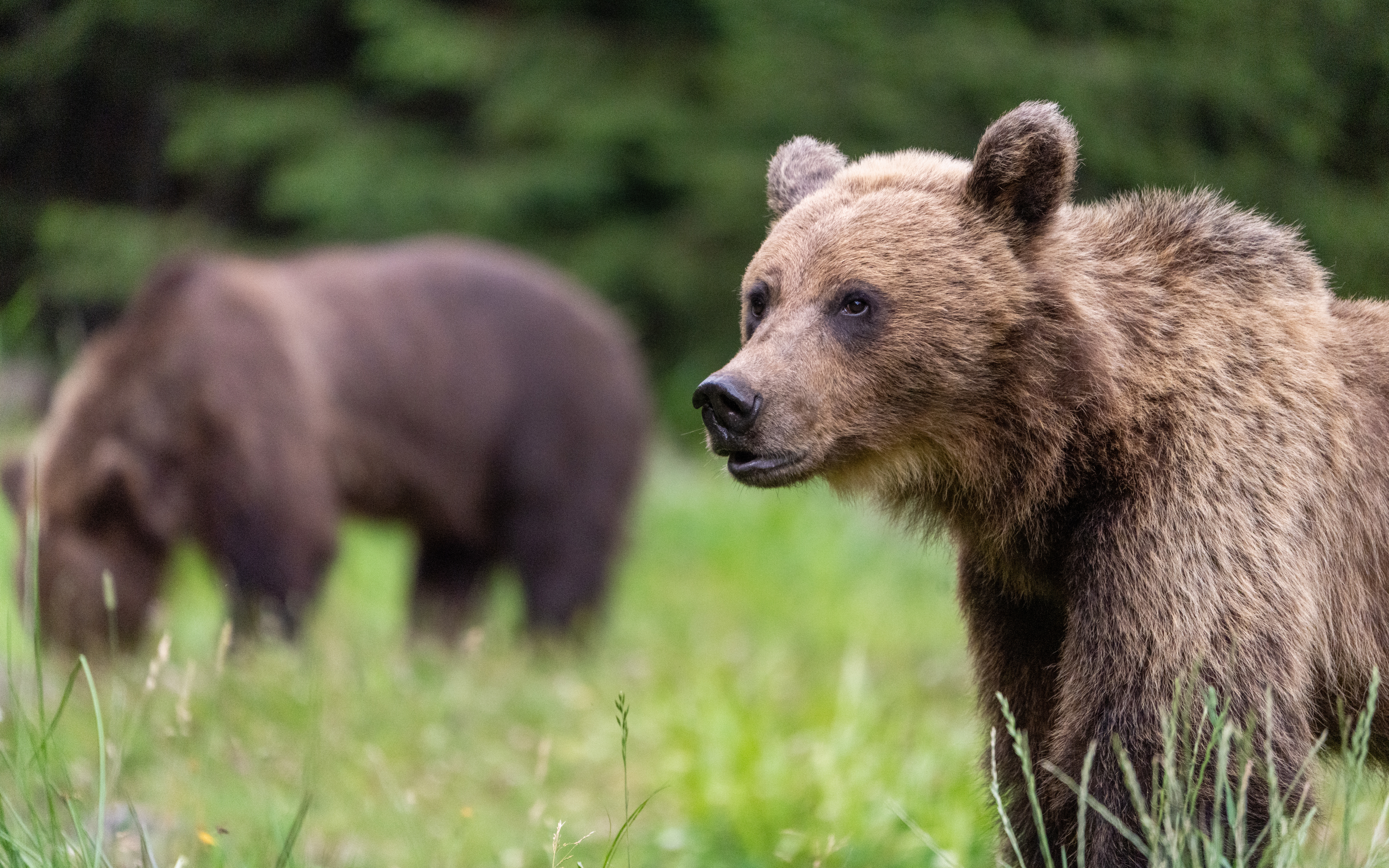 Two brown bear roaming through the grass. One bear is staring into the distance with the camera focused on it, and the other blurred in the background.