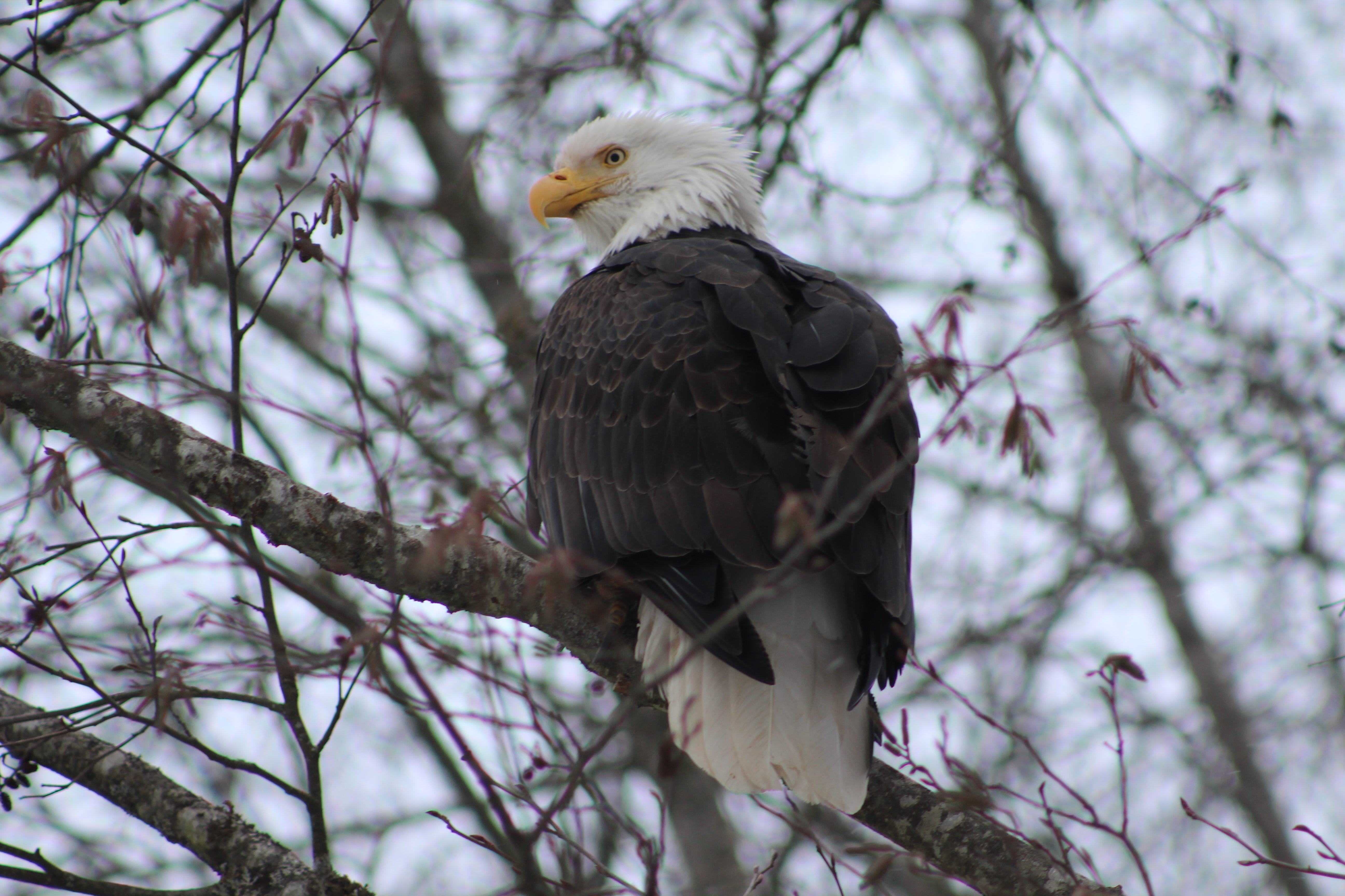 A bald eagle sitting in a tree 