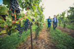 A couple wander a vineyard in the Niagara region. 