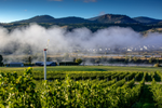 Kamloops winery stand out against backdrop of mountains